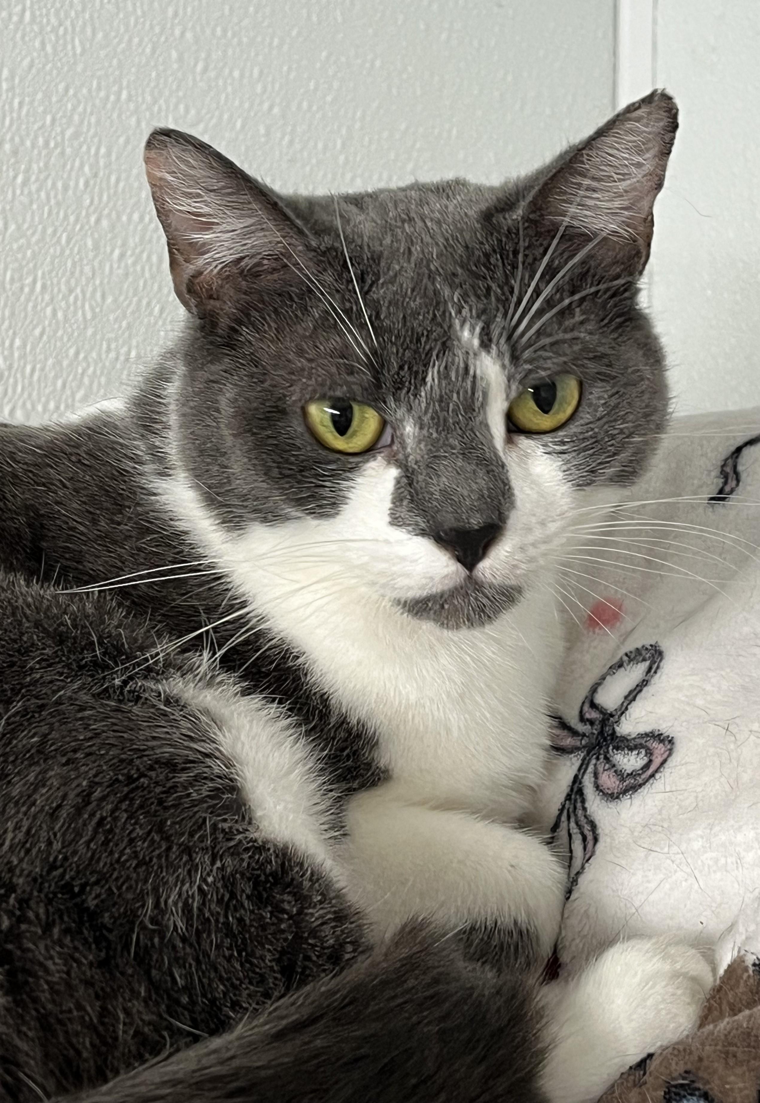 Enlarge Angel, a Adoptable Domestic Short Hair in Harrison, NY image 3/3