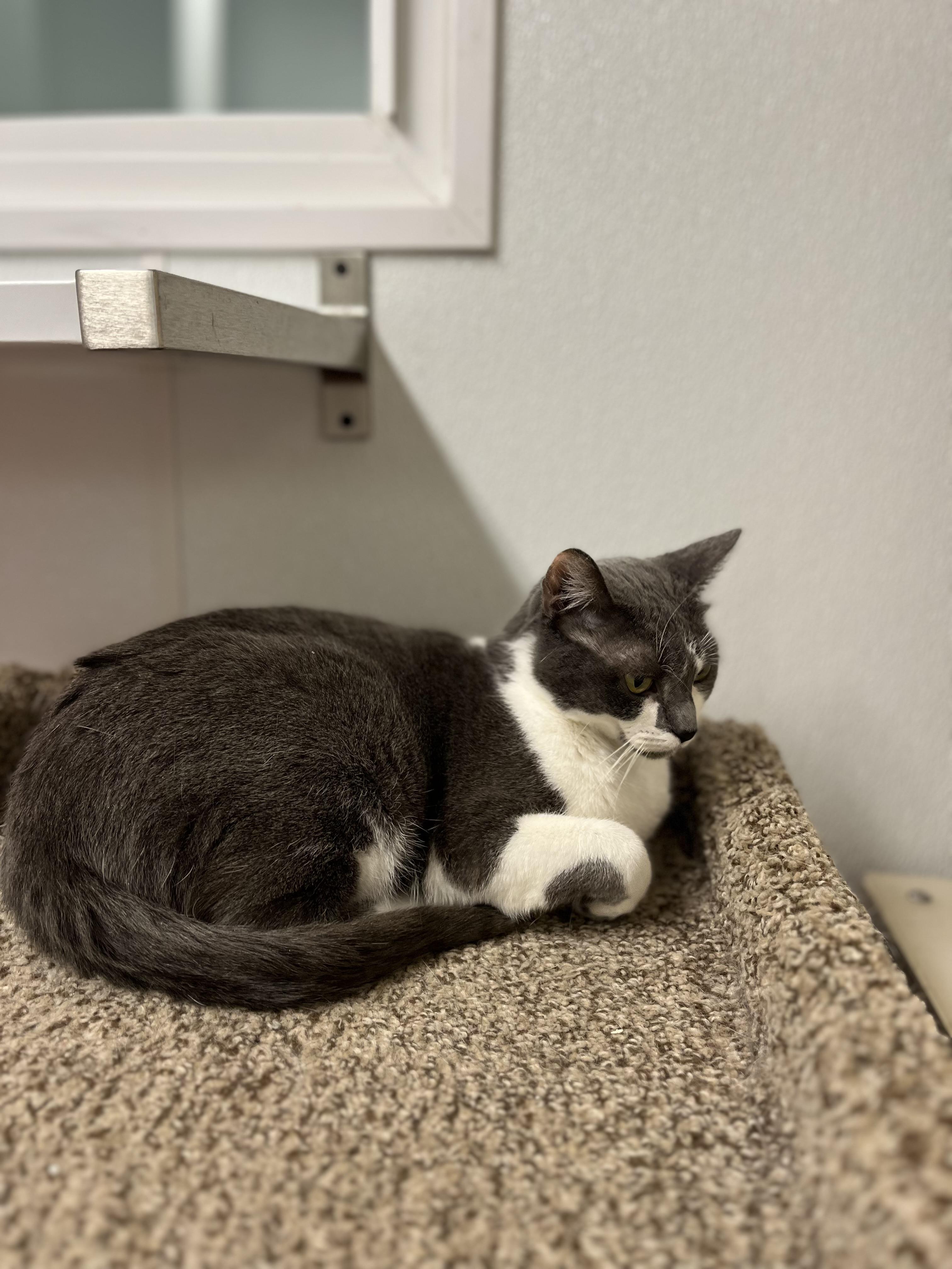 Enlarge Angel, a Adoptable Domestic Short Hair in Harrison, NY image 2/3