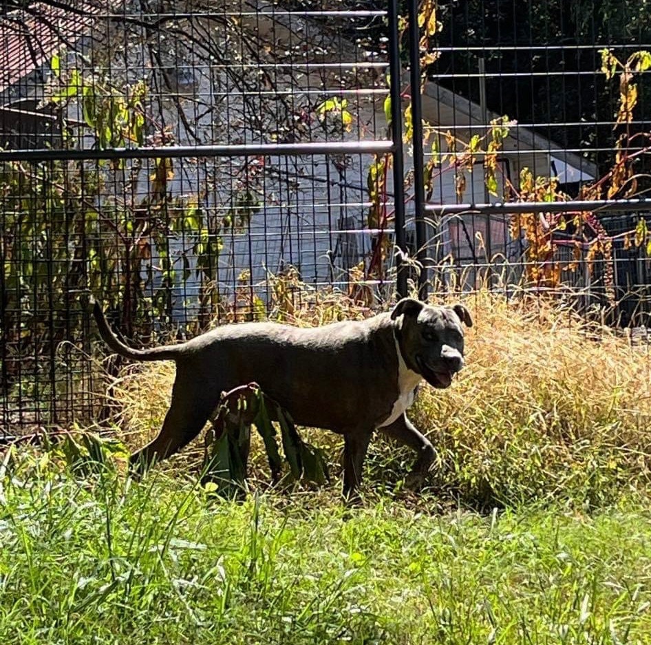 Enlarge Gray, a Adoptable American Staffordshire Terrier in New Haven , CT image 2/4