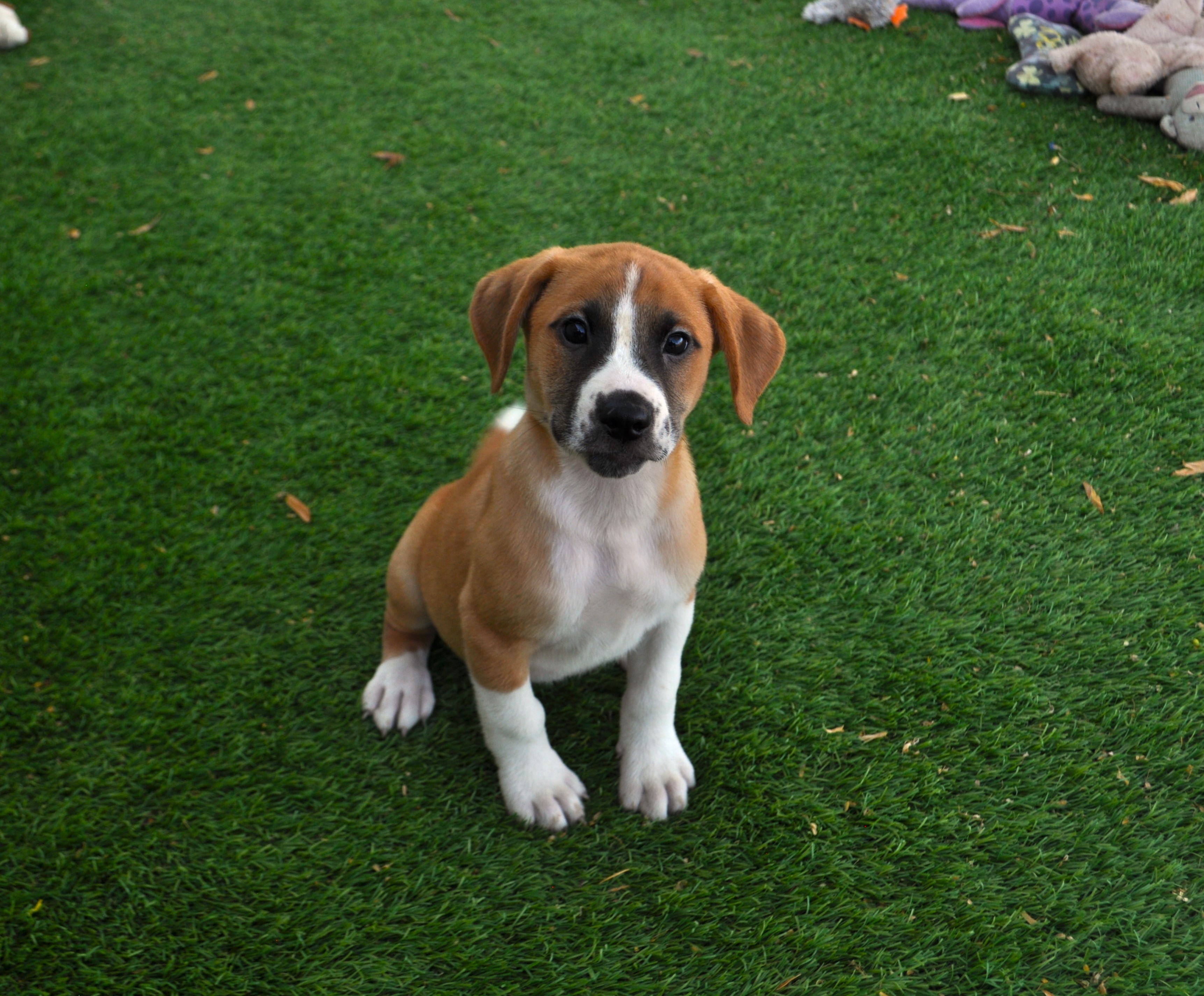 Dog for adoption Cassie, a Boxer & American Bulldog Mix in Apache