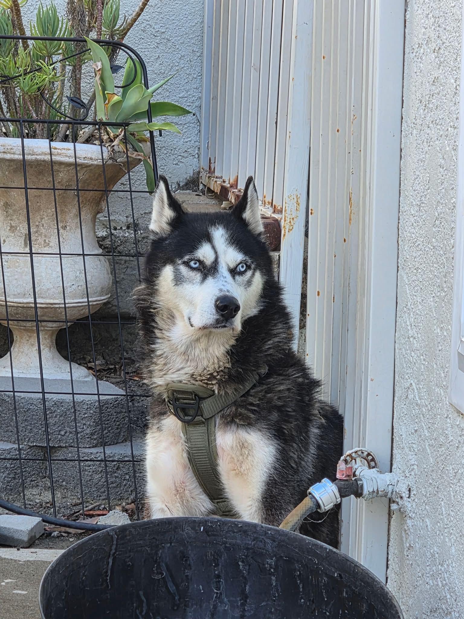 Enlarge Meet Marshall — Your Walking Buddy, Belly-Rub Enthusiast, and Future Devoted Fella, a Adoptable Siberian Husky in Mission Viejo, CA image 5/6