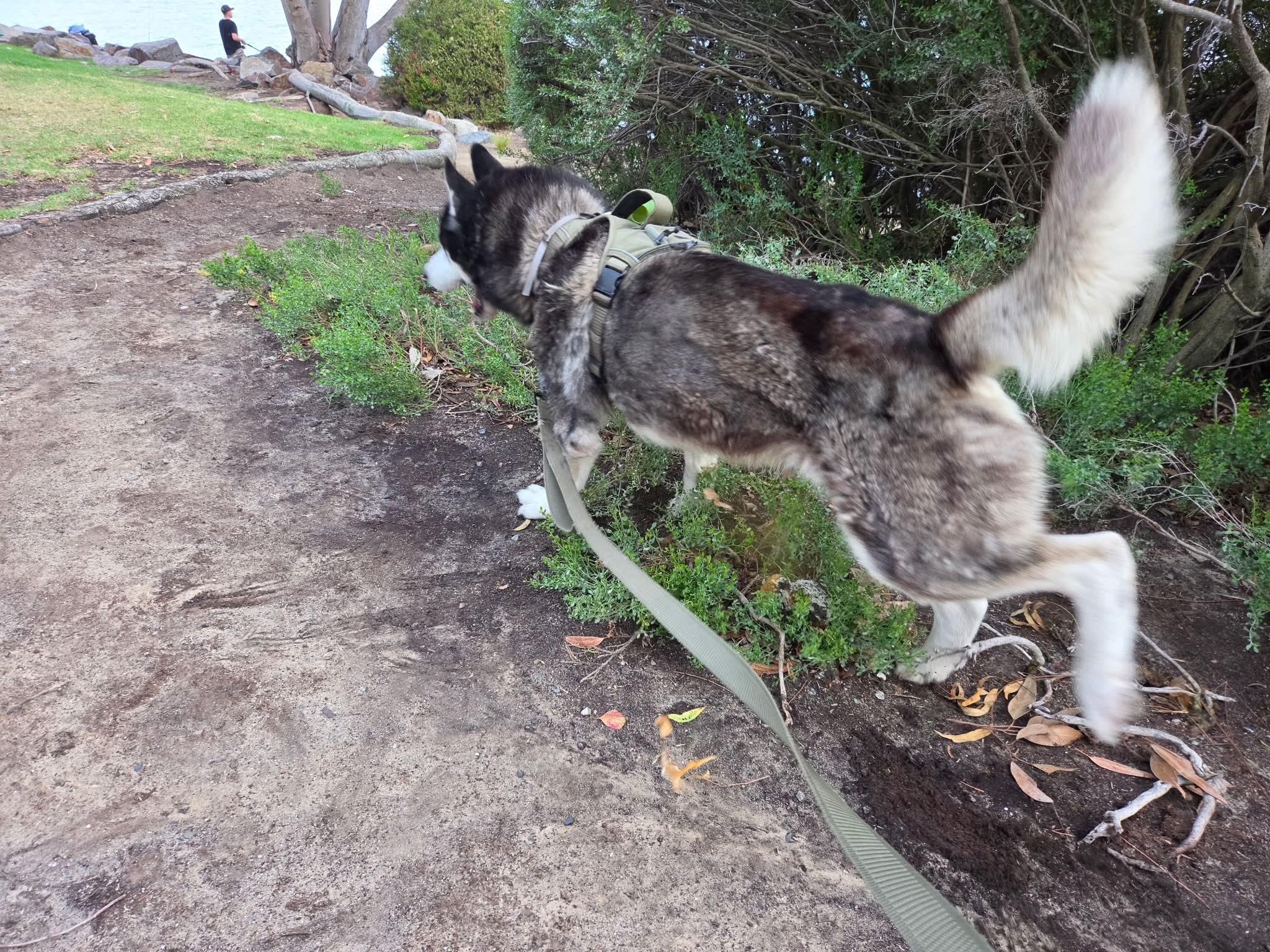 Enlarge Meet Marshall — Your Walking Buddy, Belly-Rub Enthusiast, and Future Devoted Fella, a Adoptable Siberian Husky in Mission Viejo, CA image 6/6