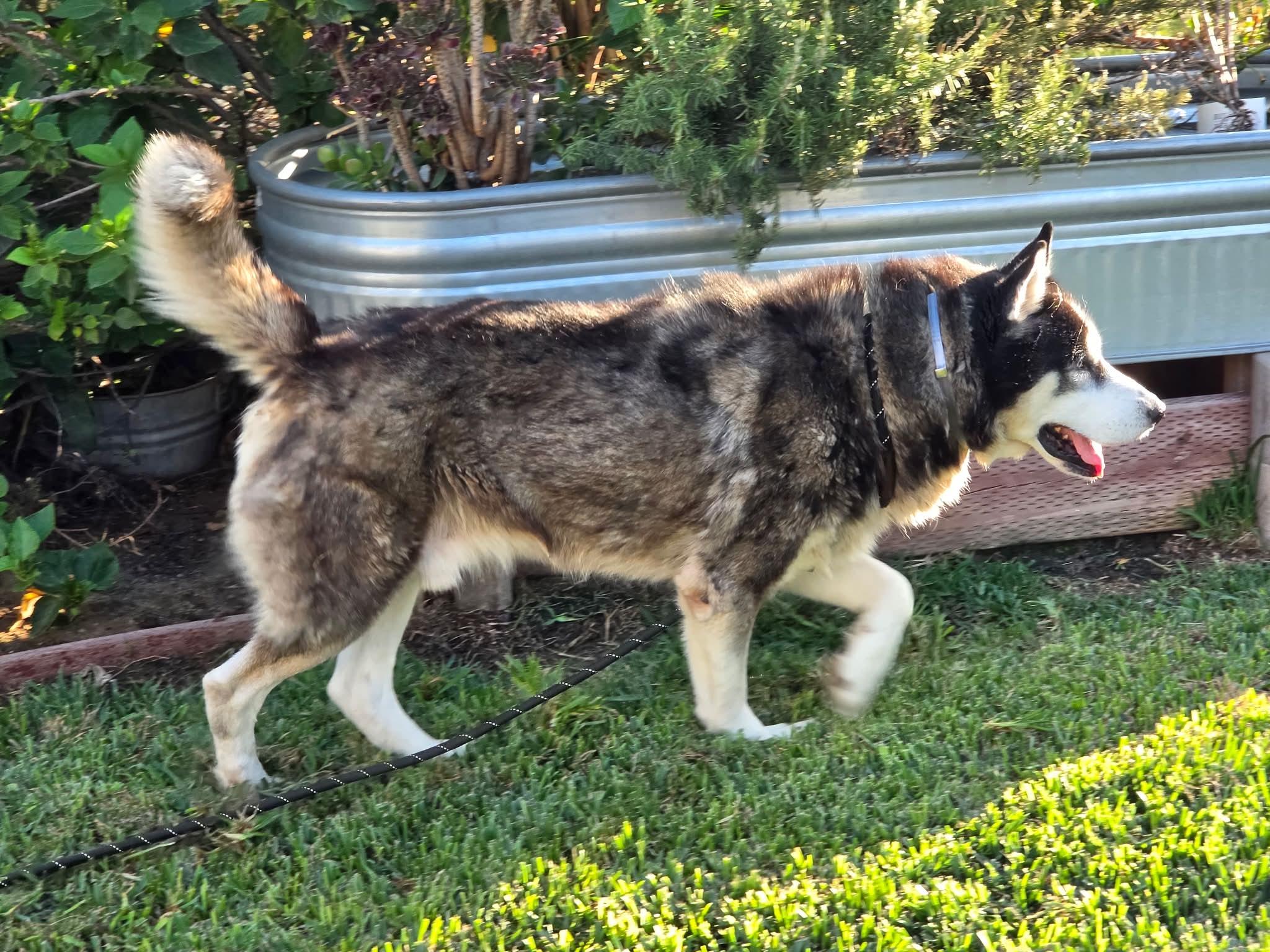 Enlarge Meet Marshall — Your Walking Buddy, Belly-Rub Enthusiast, and Future Devoted Fella, a Adoptable Siberian Husky in Mission Viejo, CA image 3/6