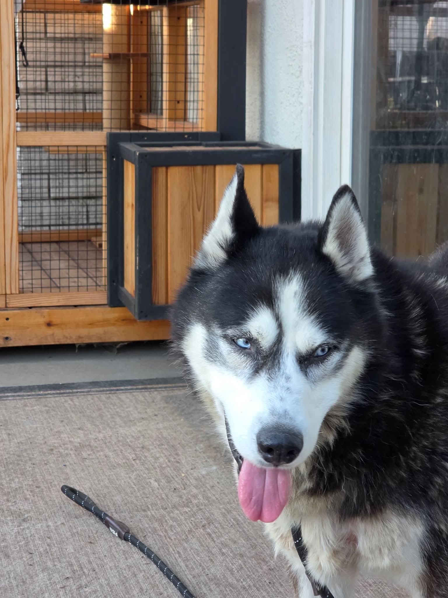 Meet Marshall — Your Walking Buddy, Belly-Rub Enthusiast, and Future Devoted Fella, Adoptable, Adult Male Siberian Husky.