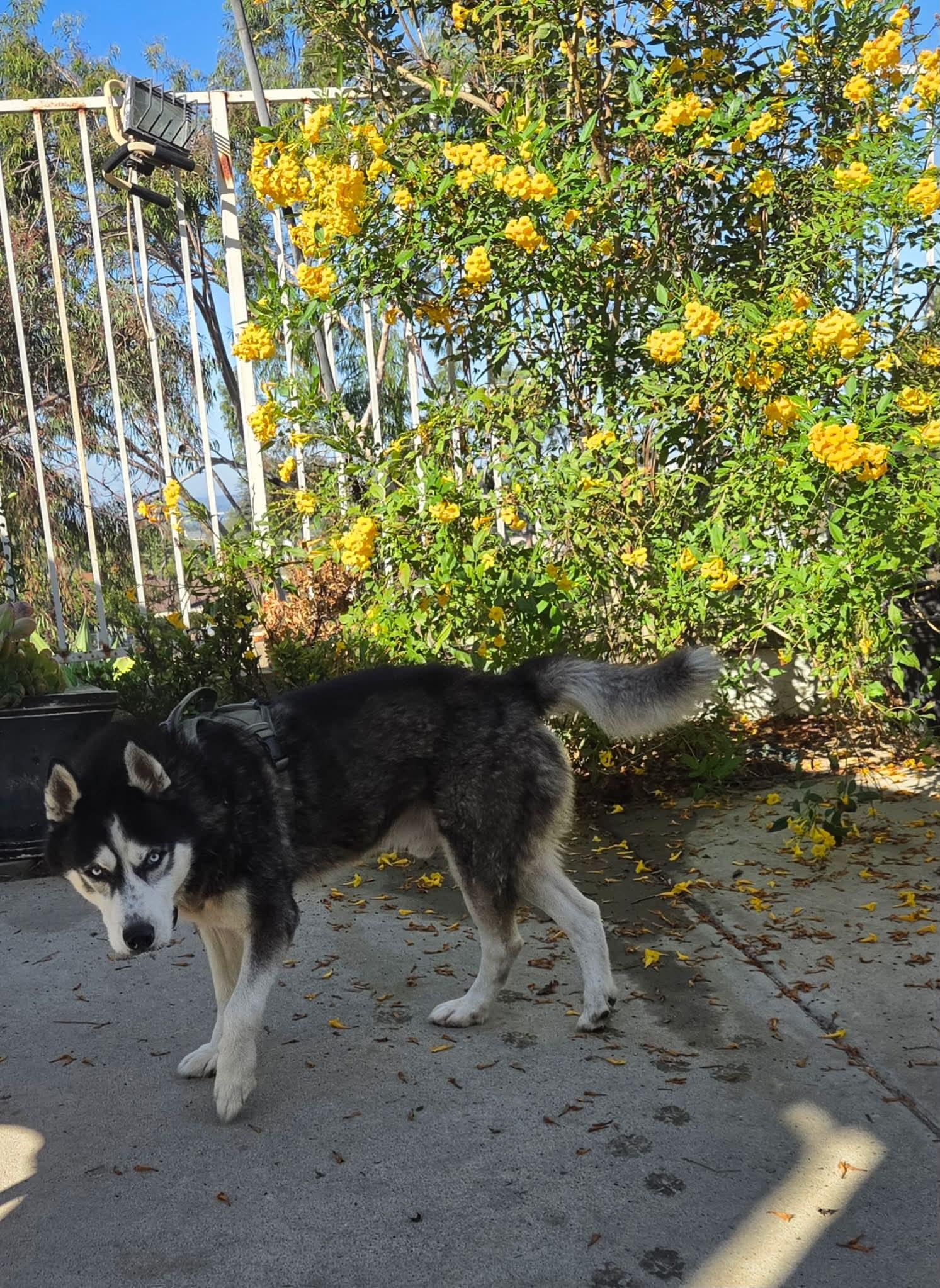 Enlarge Meet Marshall — Your Walking Buddy, Belly-Rub Enthusiast, and Future Devoted Fella, a Adoptable Siberian Husky in Mission Viejo, CA image 4/6