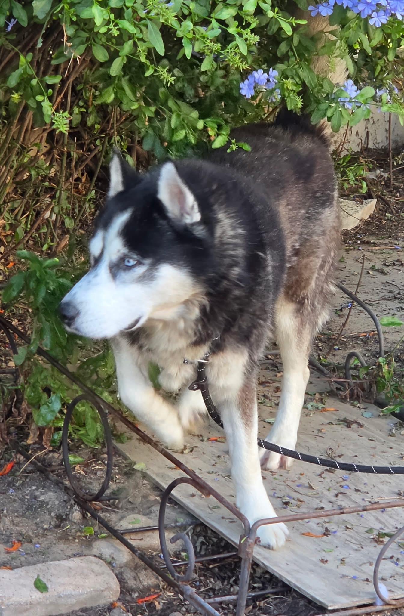 Enlarge Meet Marshall — Your Walking Buddy, Belly-Rub Enthusiast, and Future Devoted Fella, a Adoptable Siberian Husky in Mission Viejo, CA image 2/6