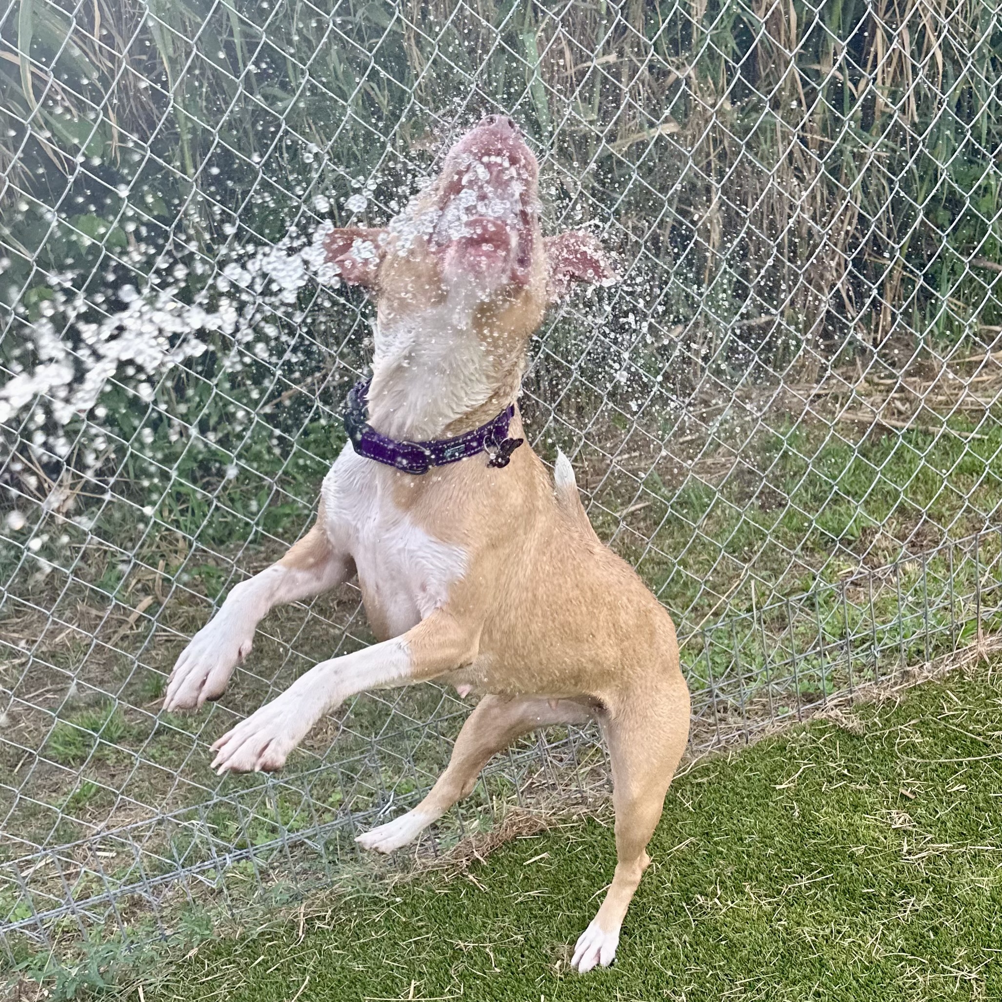 Honey — thumbnail 3