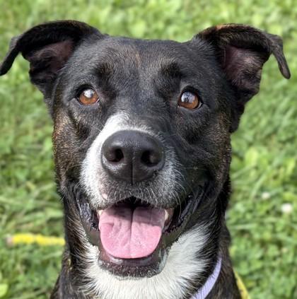 Annette - Name Your Own Adoption Fee, Adoptable, Adult Female Terrier.