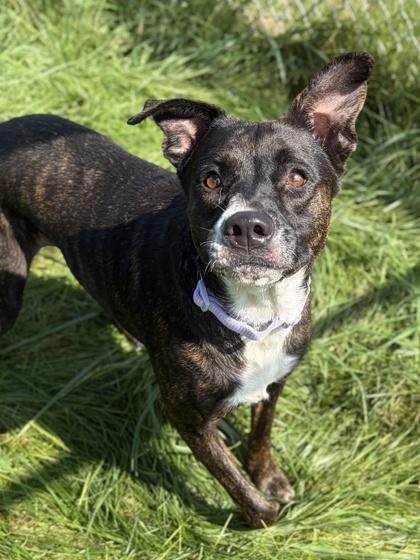 Enlarge Annette - Name Your Own Adoption Fee, a Adoptable mixed breed in Jefferson, WI image 2/2