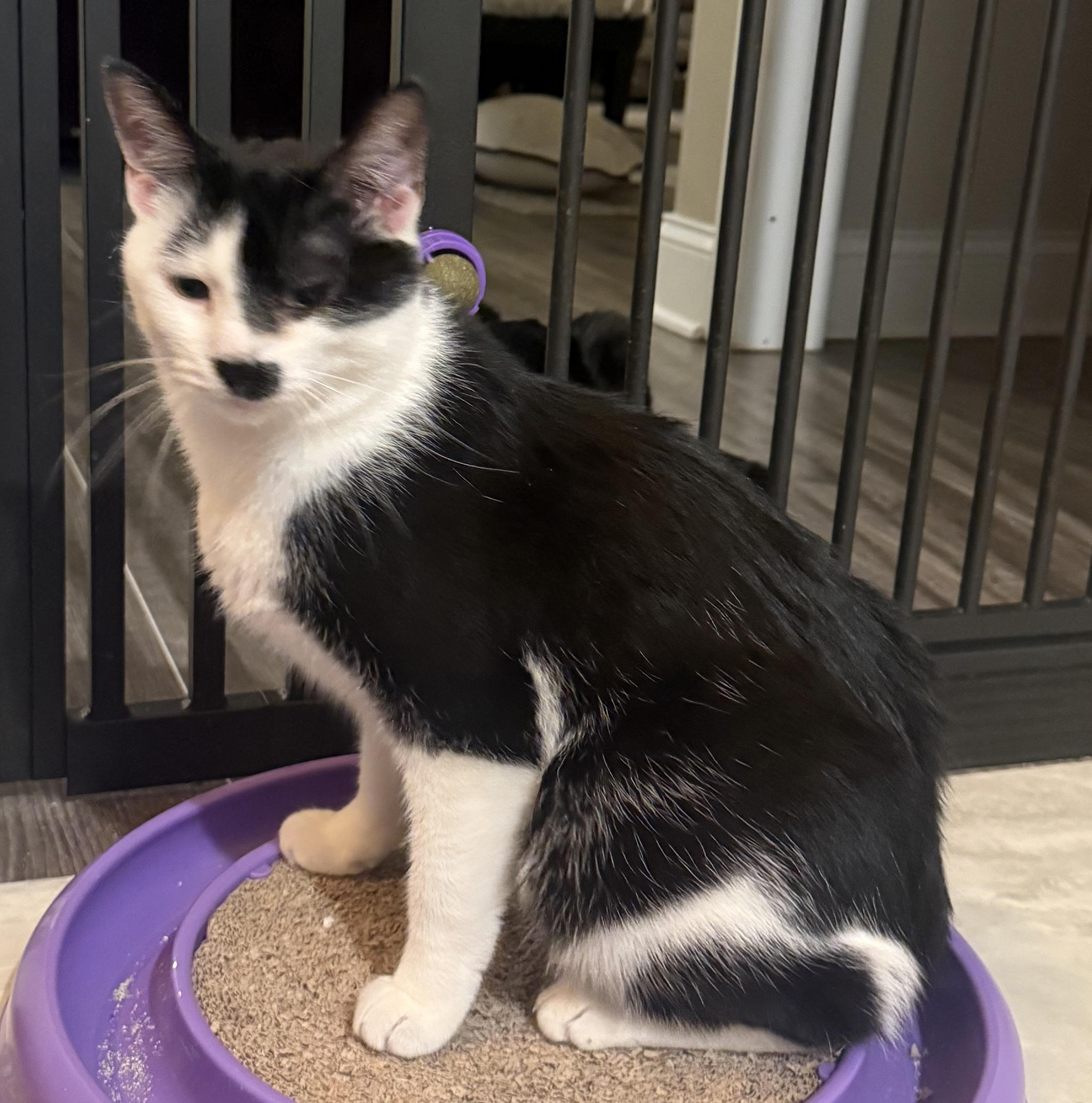 Enlarge Phoebe, a ADOPTABLE Domestic Short Hair in CANONSBURG, PA image 1/6