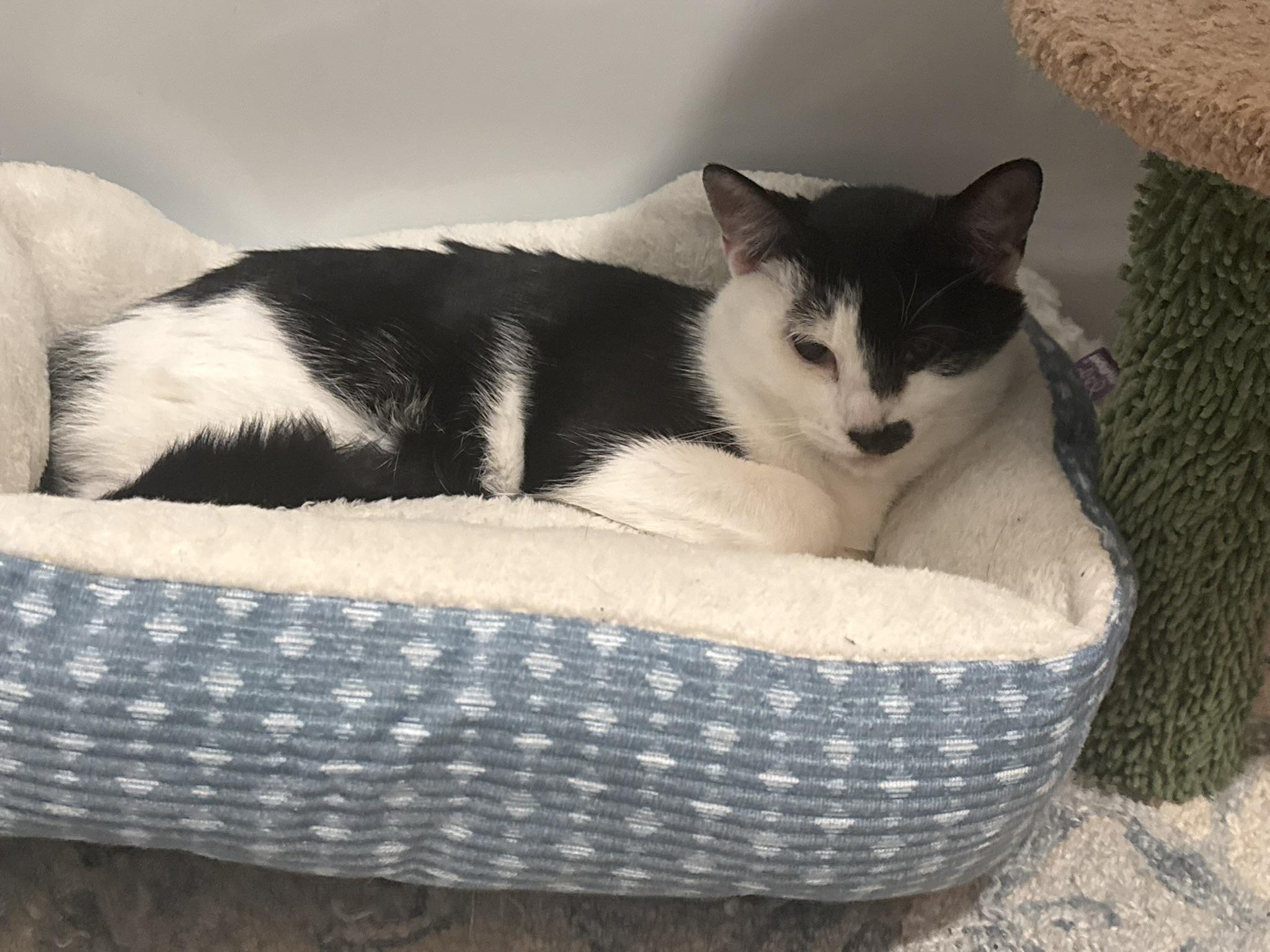 Enlarge Edith, a ADOPTABLE Domestic Short Hair in CANONSBURG, PA image 1/1