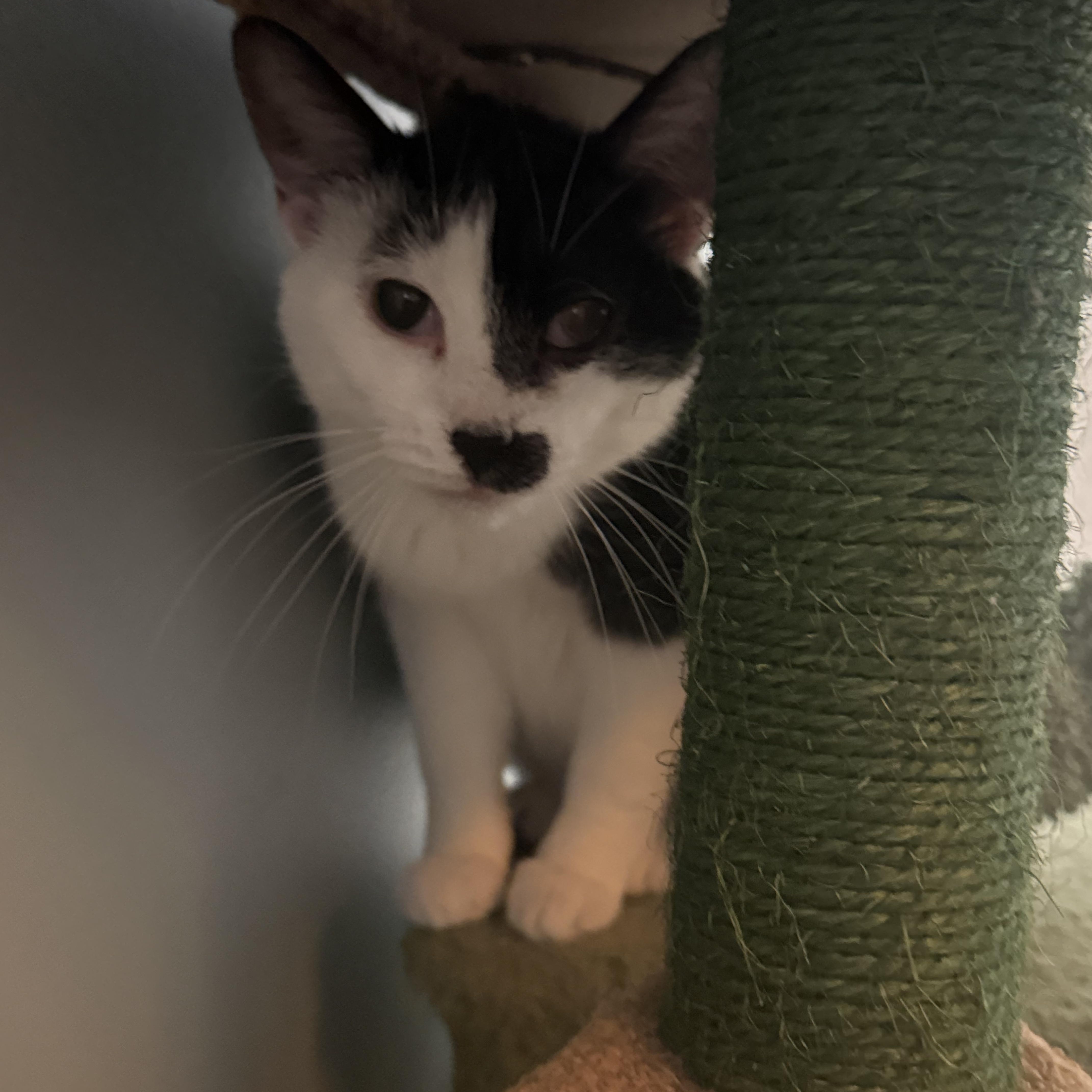 Enlarge Phoebe, a ADOPTABLE Domestic Short Hair in CANONSBURG, PA image 4/6