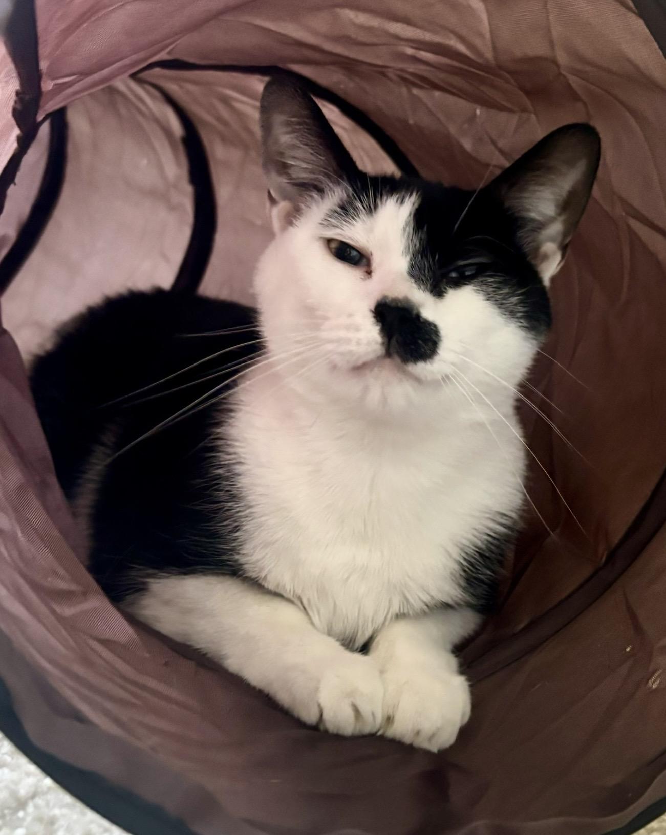 Phoebe, ADOPTABLE, Young Female Domestic Short Hair.