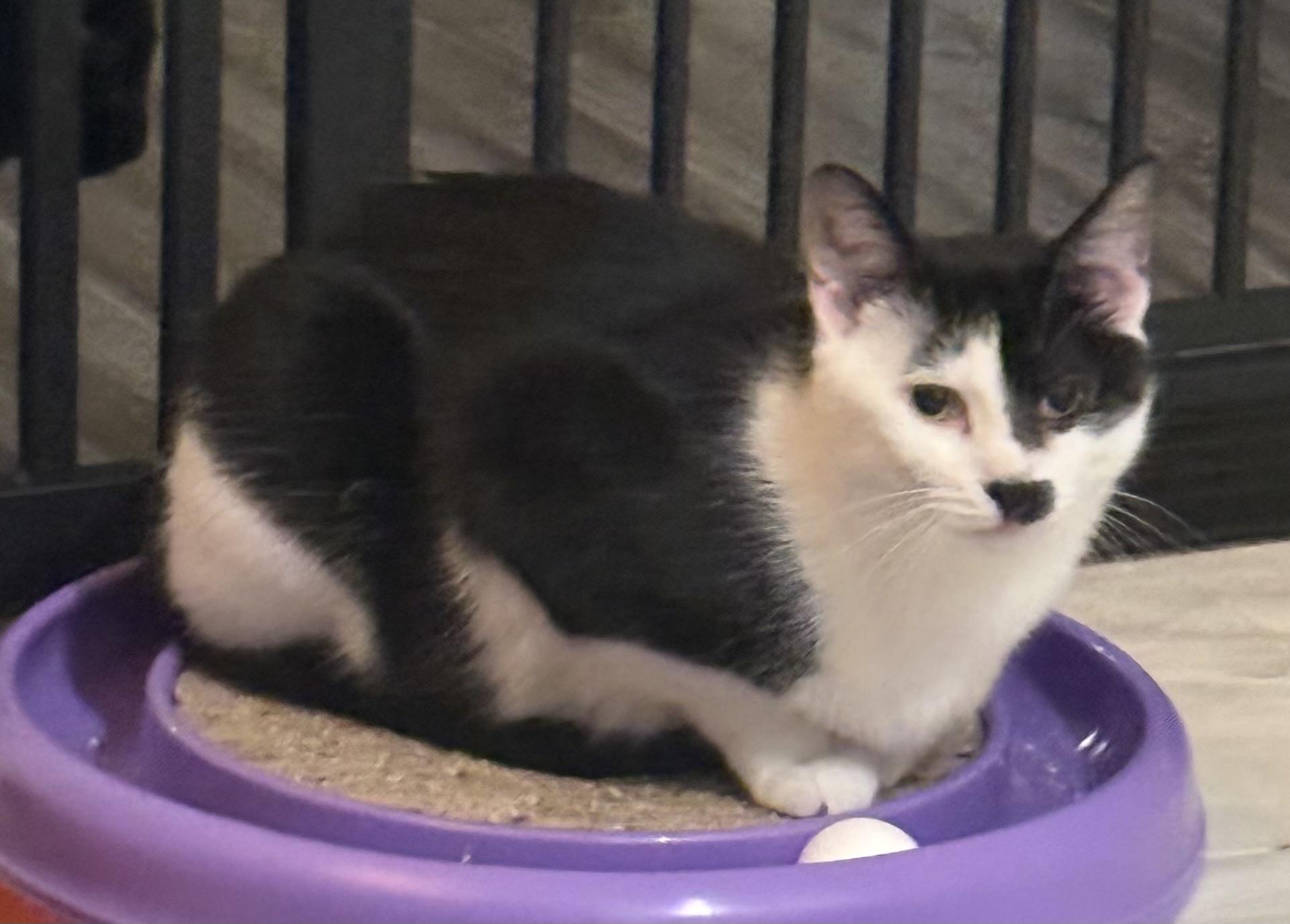 Enlarge Phoebe, a ADOPTABLE Domestic Short Hair in CANONSBURG, PA image 5/6