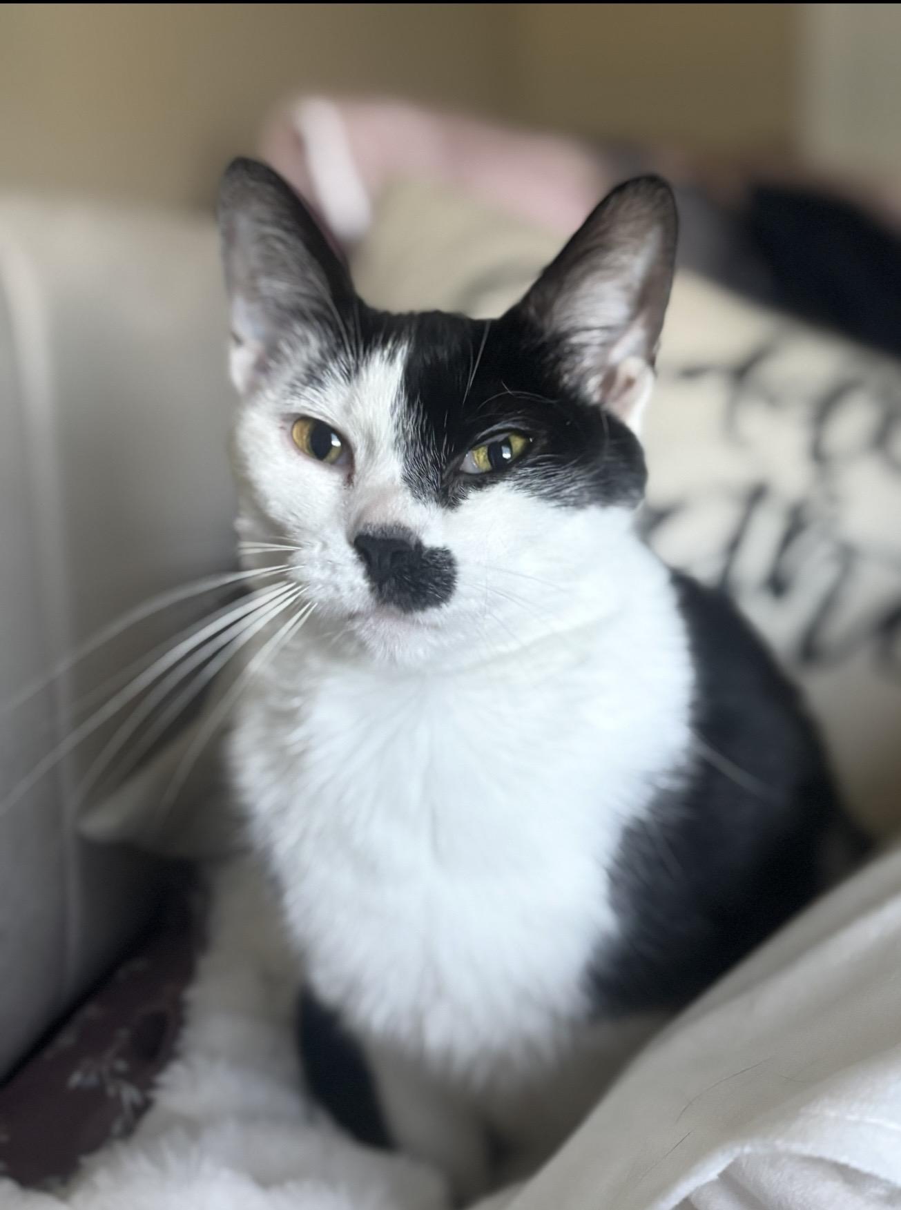 Enlarge Phoebe, a ADOPTABLE Domestic Short Hair in CANONSBURG, PA image 6/6