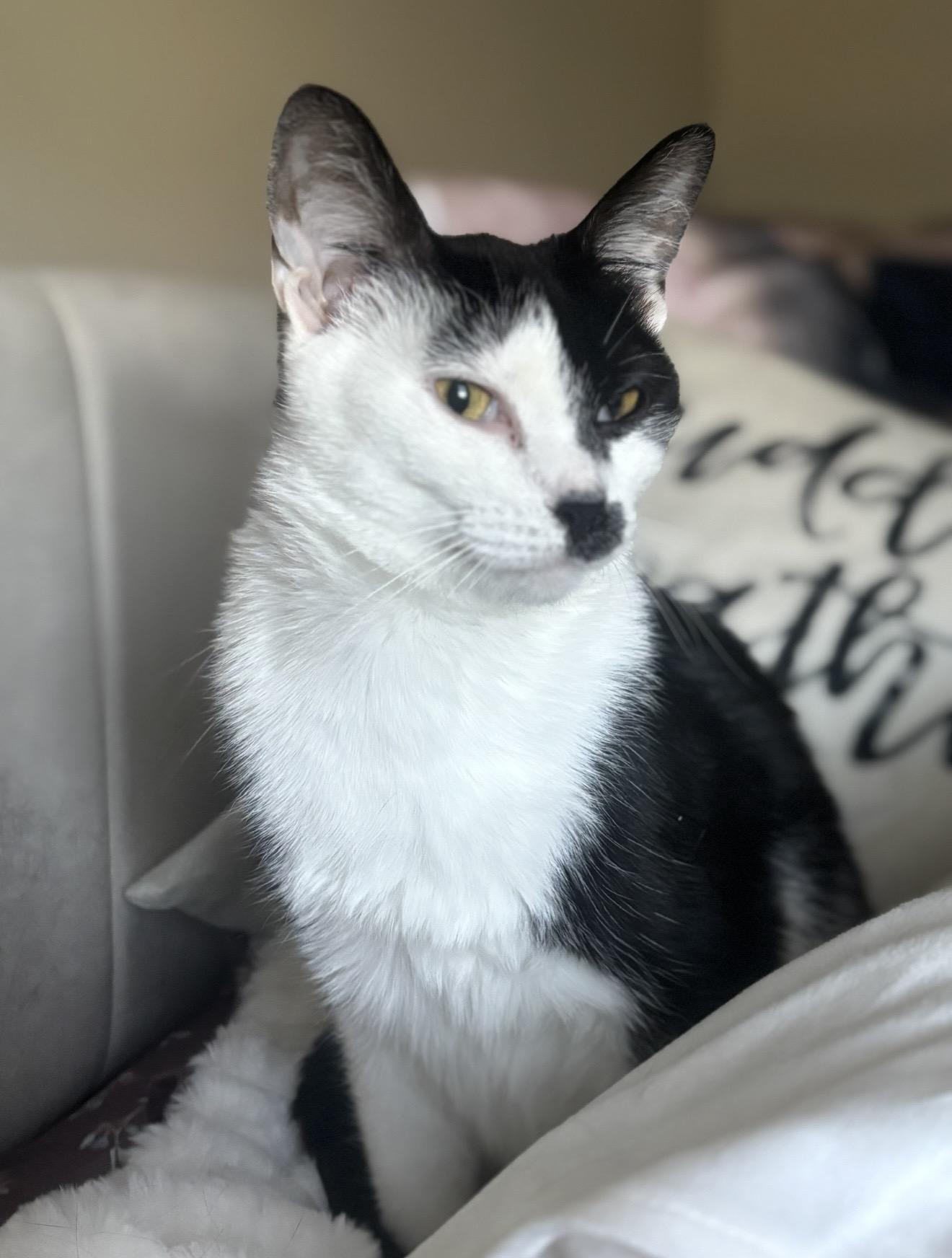 Enlarge Phoebe, a ADOPTABLE Domestic Short Hair in CANONSBURG, PA image 1/6