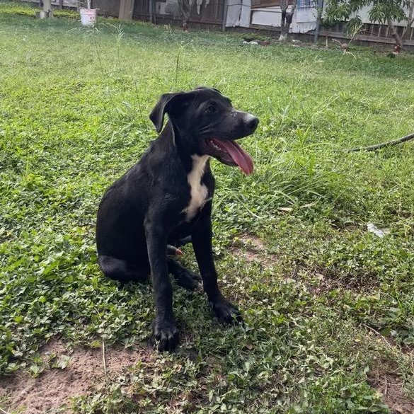Goose, an adoptable Labrador Retriever in Eau Claire, WI, 54703 | Photo Image 3