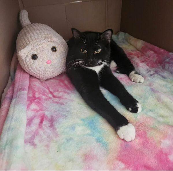 Enlarge Possum, an adopted Domestic Short Hair in Mississauga, ON image 2/2