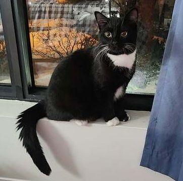 Enlarge Possum, an adopted Domestic Short Hair in Mississauga, ON image 1/2