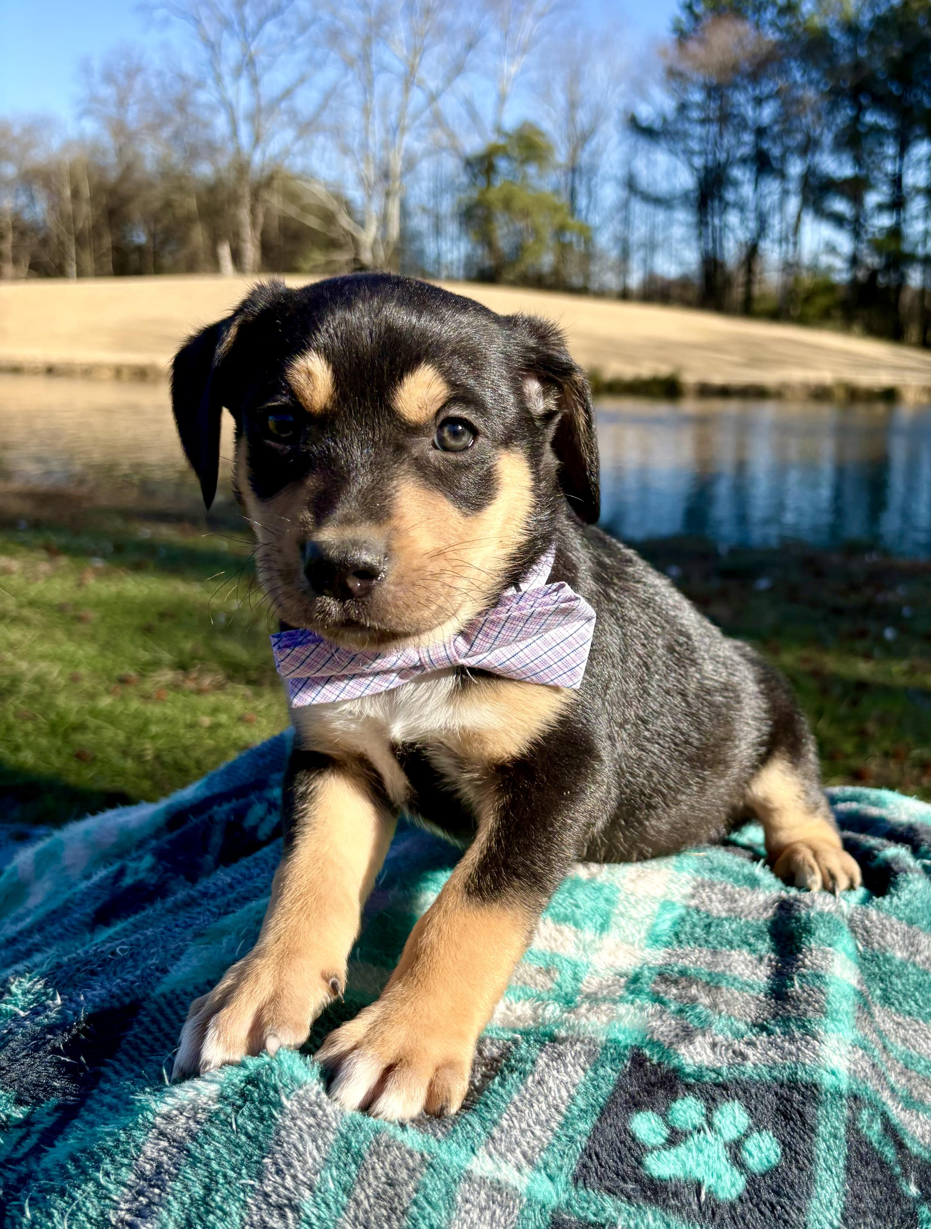 Enlarge Famous Amos, a Adoptable mixed breed in Pittsboro, NC image 2/3