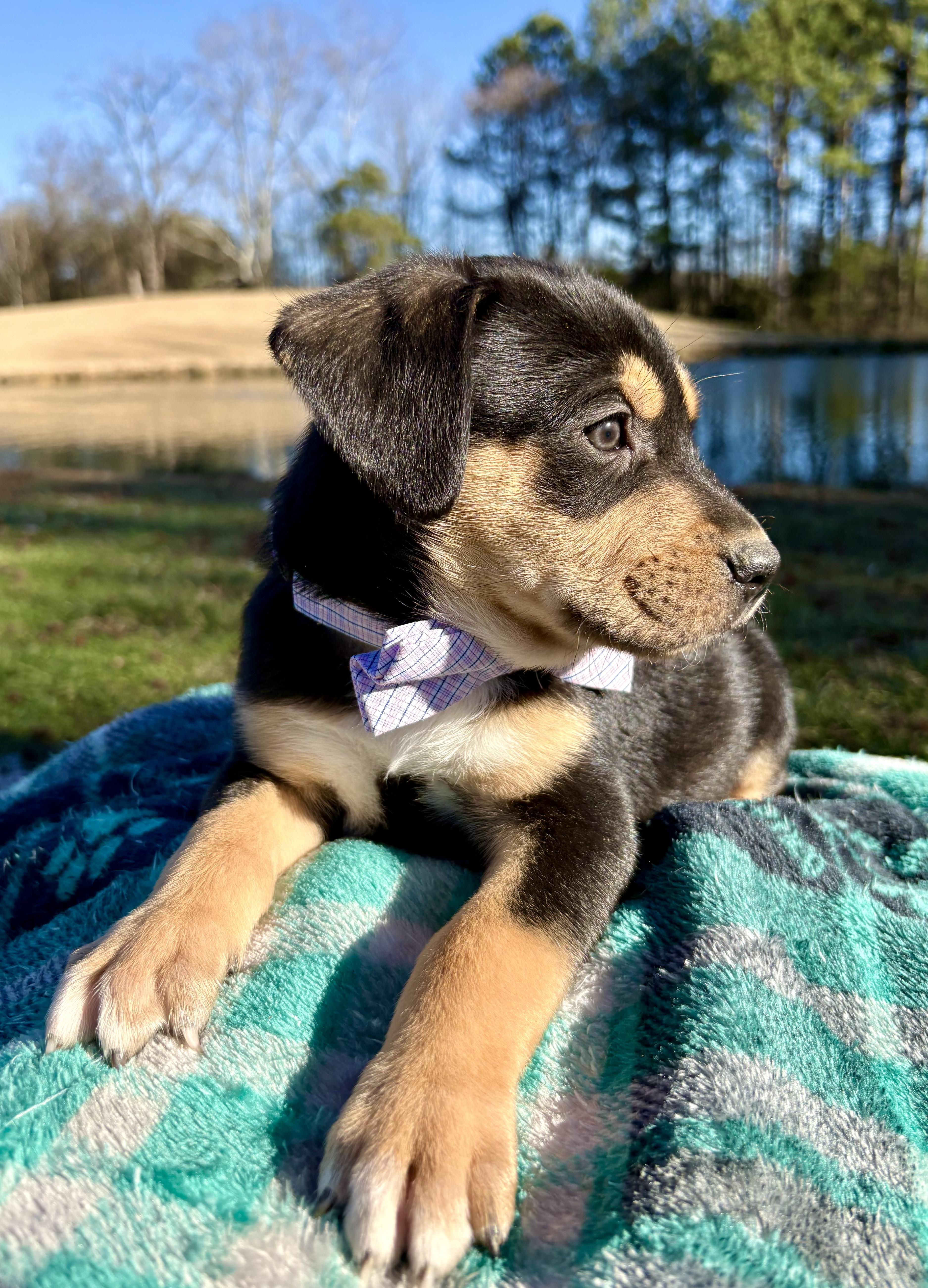 Enlarge Famous Amos, a Adoptable mixed breed in Pittsboro, NC image 3/3