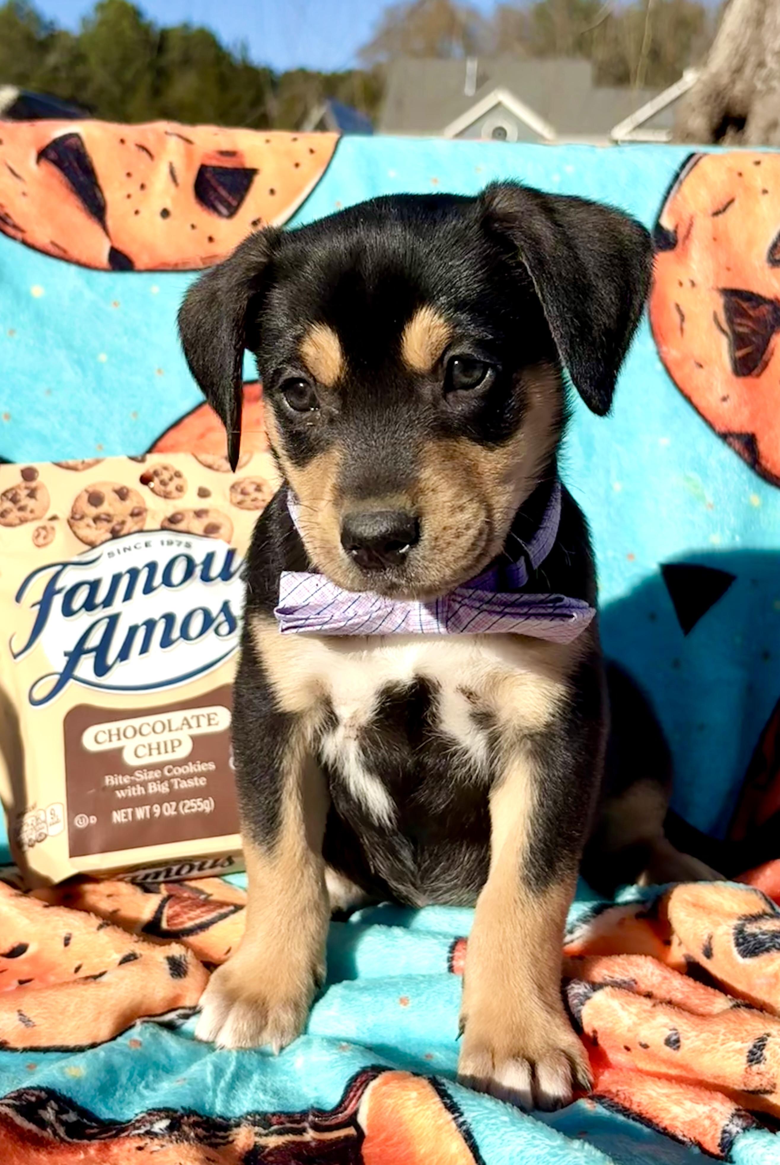 Famous Amos, Adoptable, Puppy Male Beagle & Labrador Retriever.