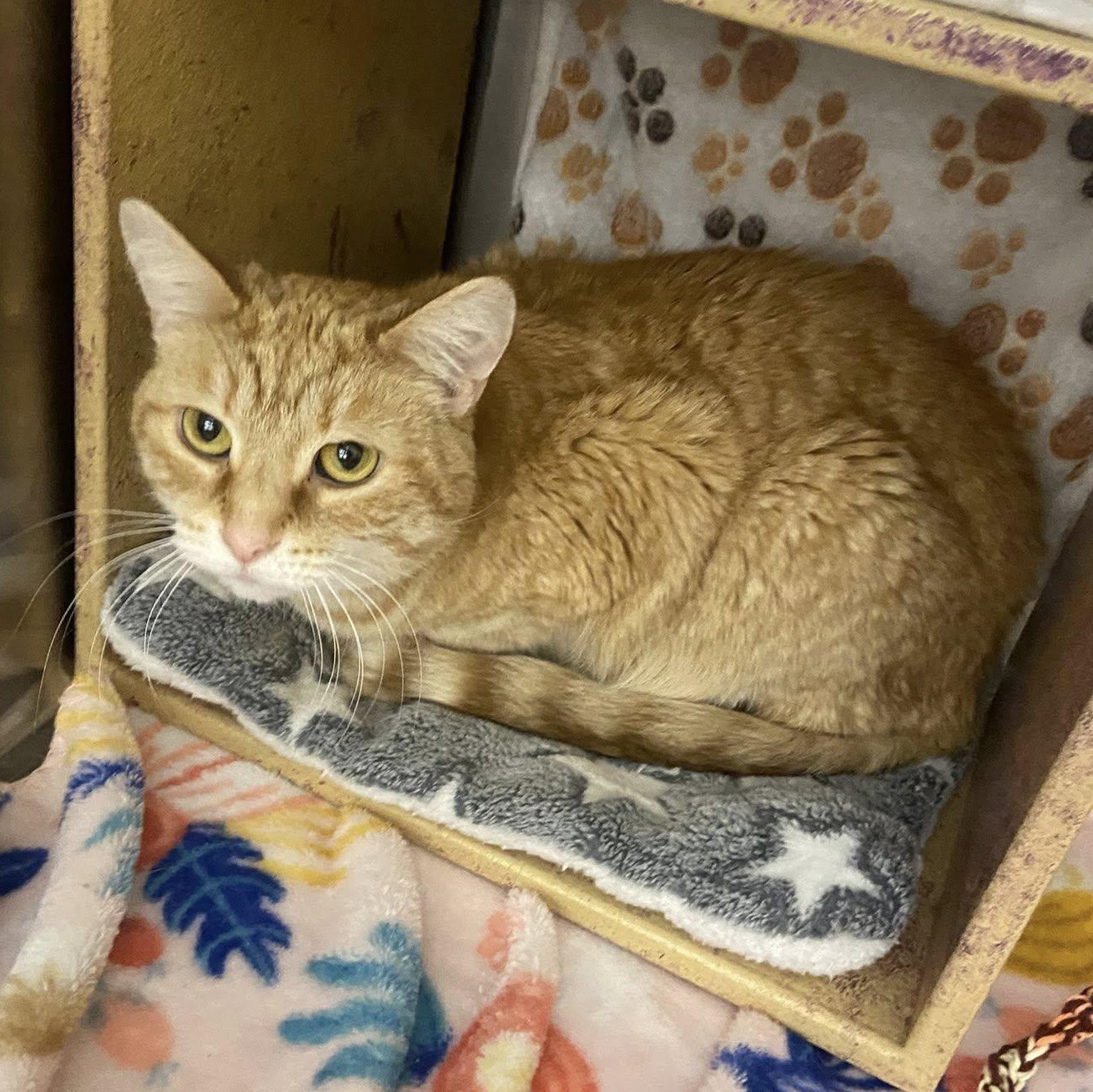 Flo, Adult Female Domestic Short Hair