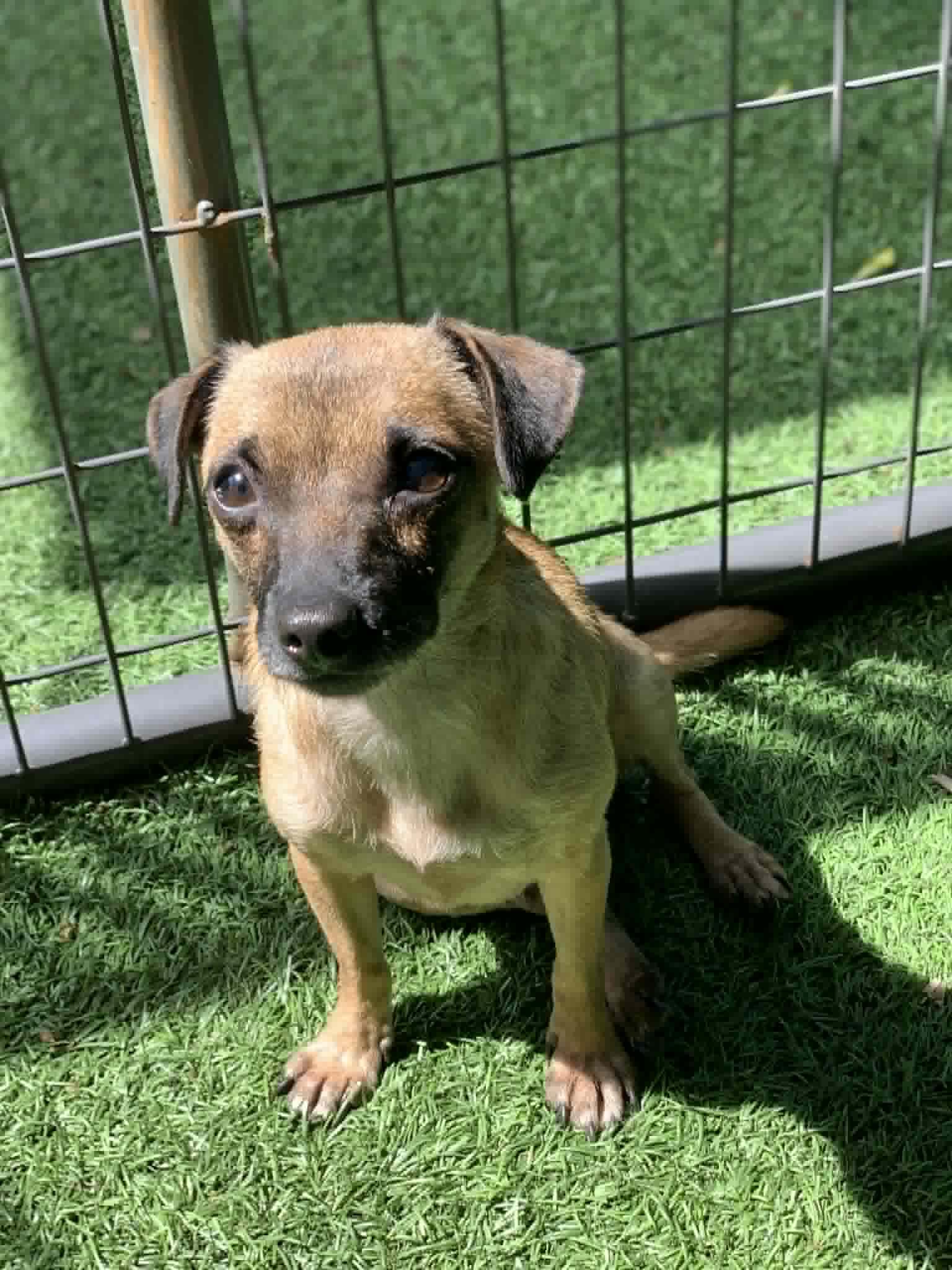 Norma, adopted, Adult Female Dachshund & Chihuahua.
