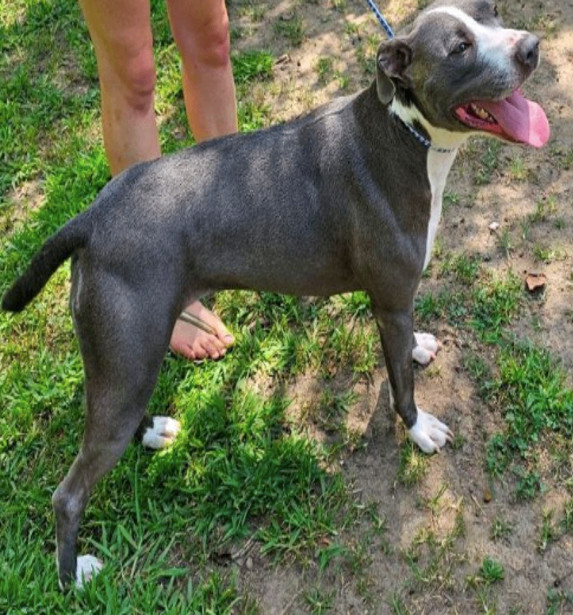 Sallie, a Adoptable mixed breed in Smyrna, GA image 1/2