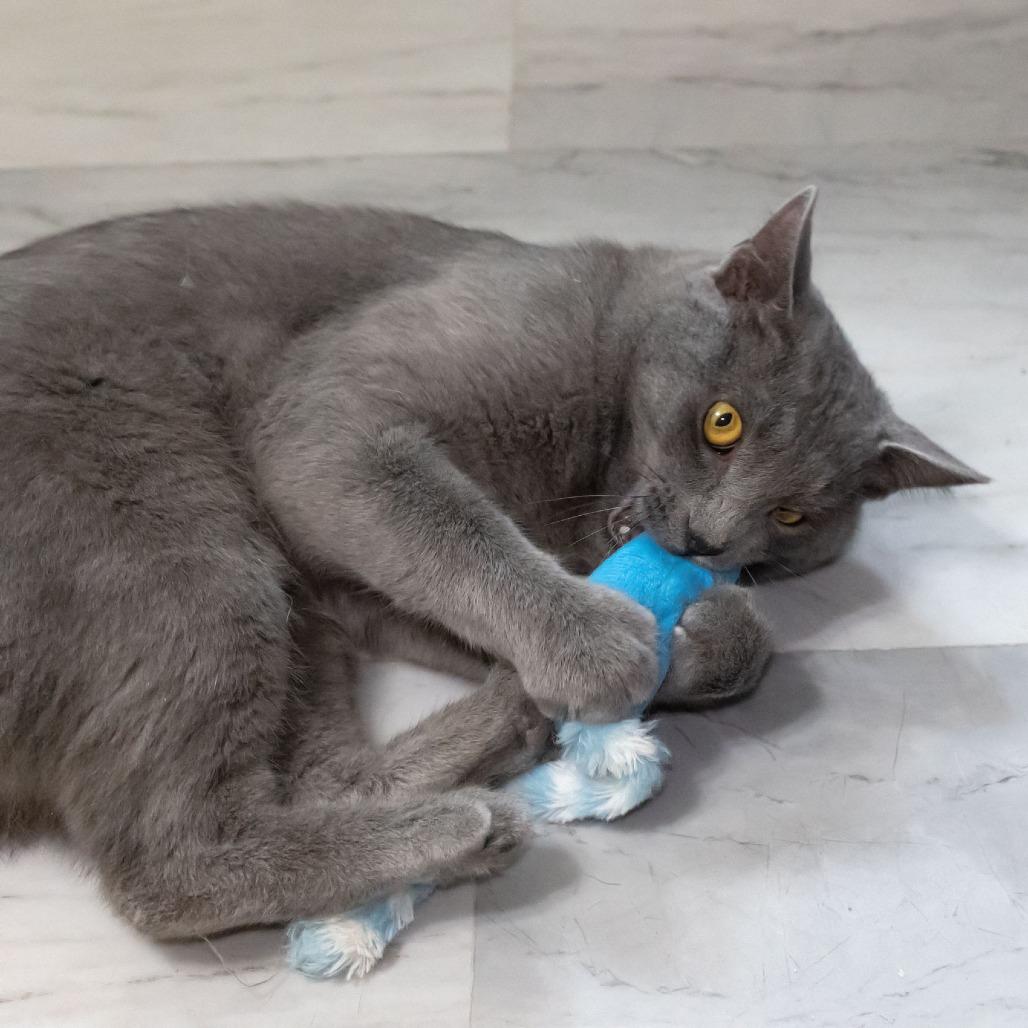 Mr. Meowgi, Adoptable, Adult Male Domestic Medium Hair.