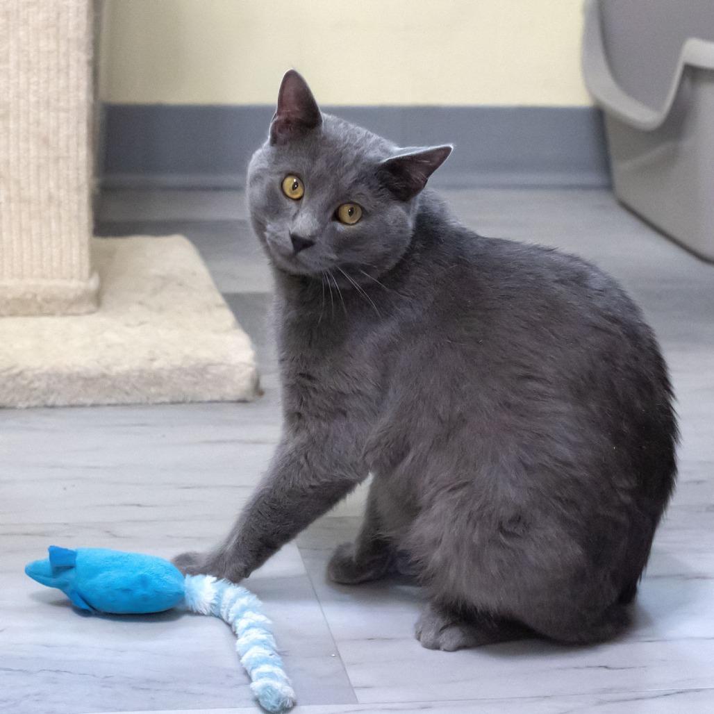 Enlarge Mr. Meowgi, a Adoptable Domestic Medium Hair in McKean, PA image 2/6