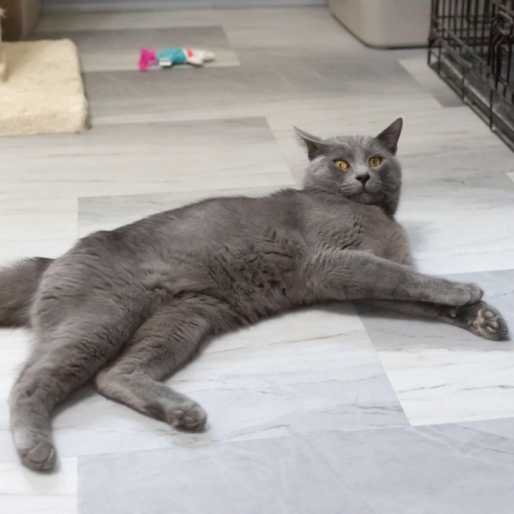 Enlarge Mr. Meowgi, a Adoptable Domestic Medium Hair in McKean, PA image 3/6