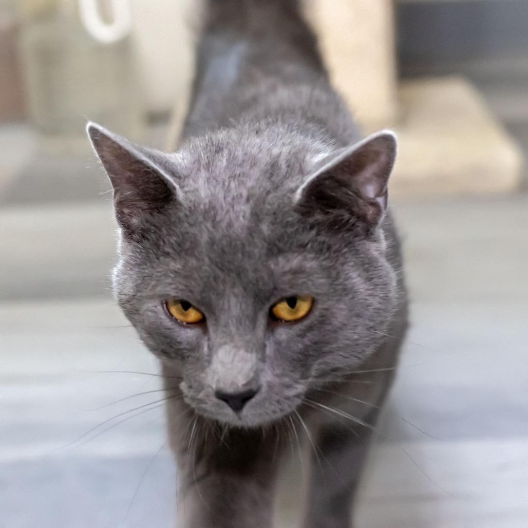 Enlarge Mr. Meowgi, a Adoptable Domestic Medium Hair in McKean, PA image 4/6