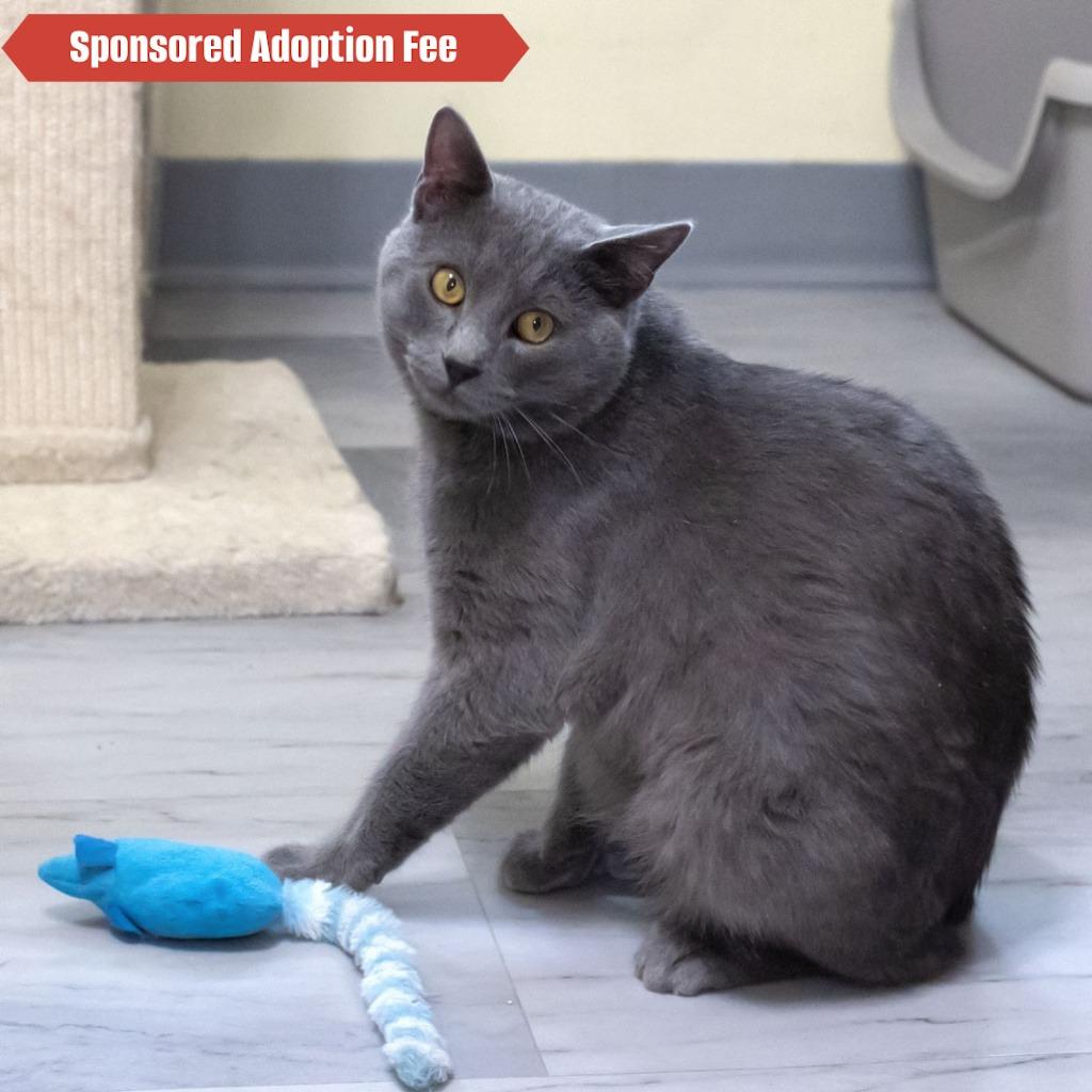 Enlarge Mr. Meowgi, a Adoptable Domestic Medium Hair in McKean, PA image 5/6