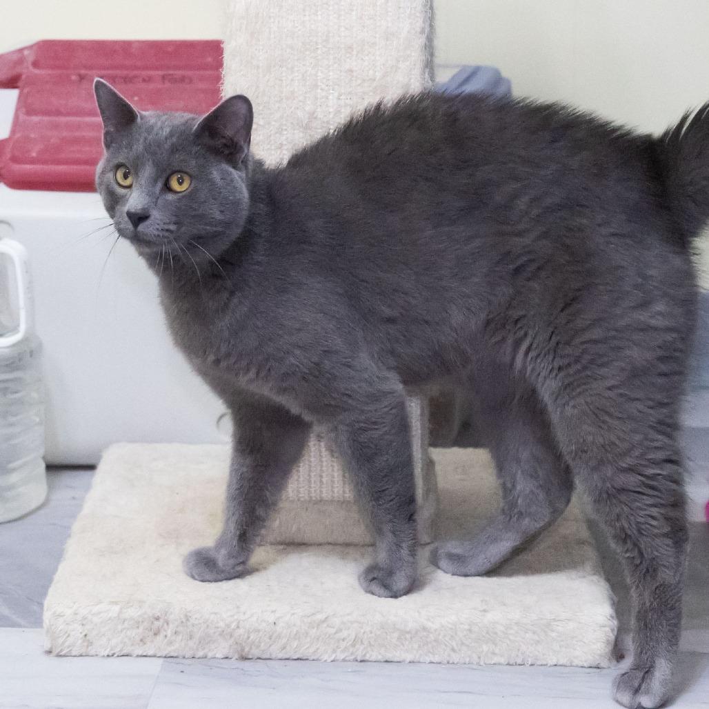 Enlarge Mr. Meowgi, a Adoptable Domestic Medium Hair in McKean, PA image 6/6