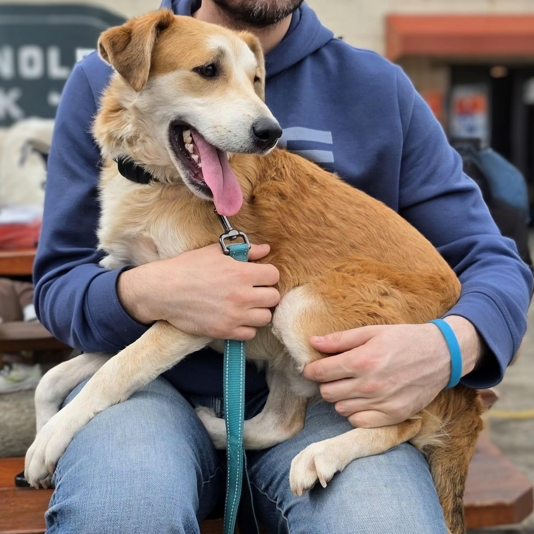 Buddy, Adoptable, Adult Male Retriever.