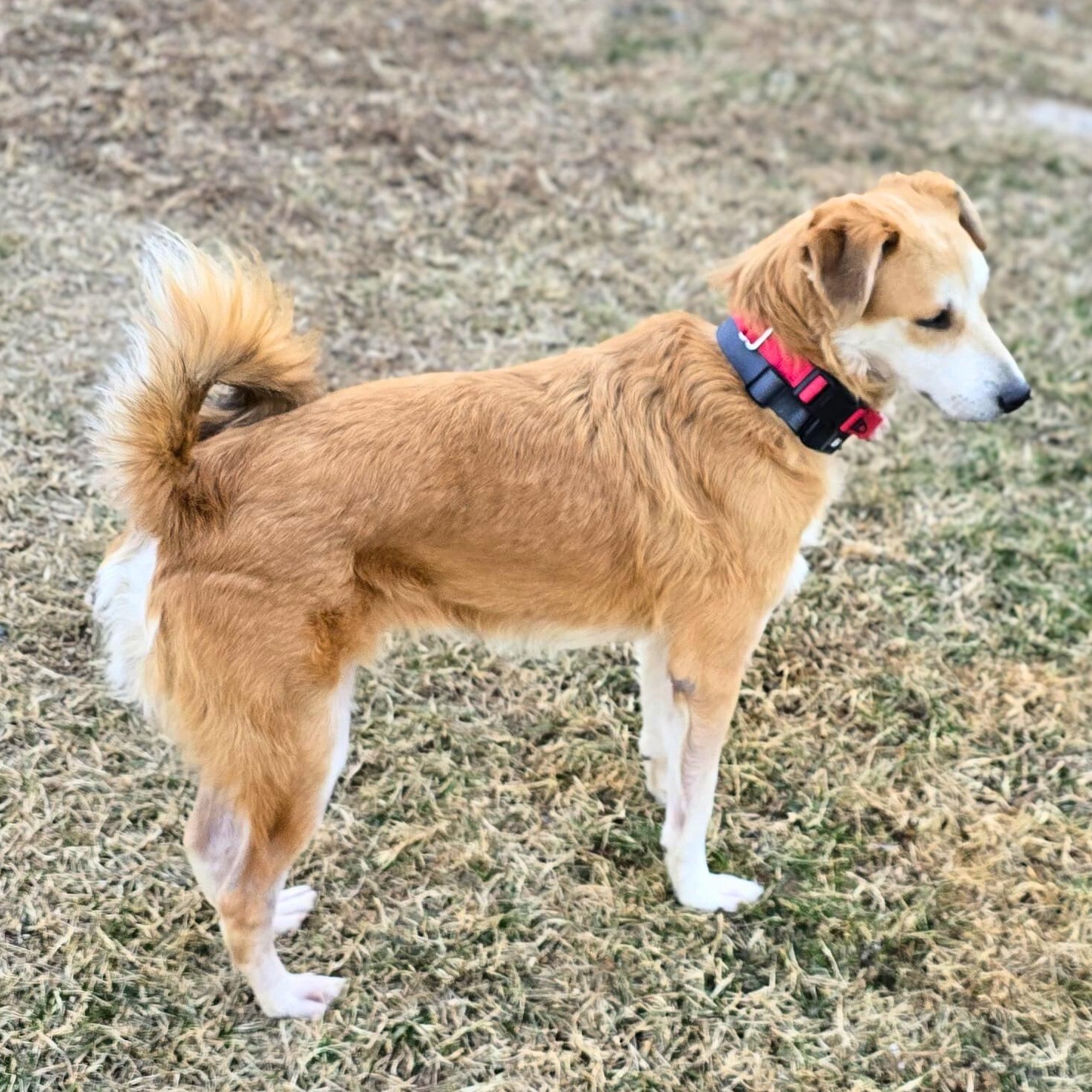 Enlarge Buddy, a Adoptable mixed breed in Baltimore, MD image 4/6