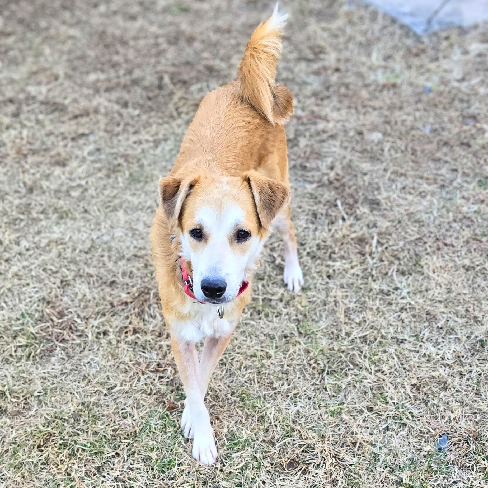 Enlarge Buddy, a Adoptable mixed breed in Baltimore, MD image 5/6