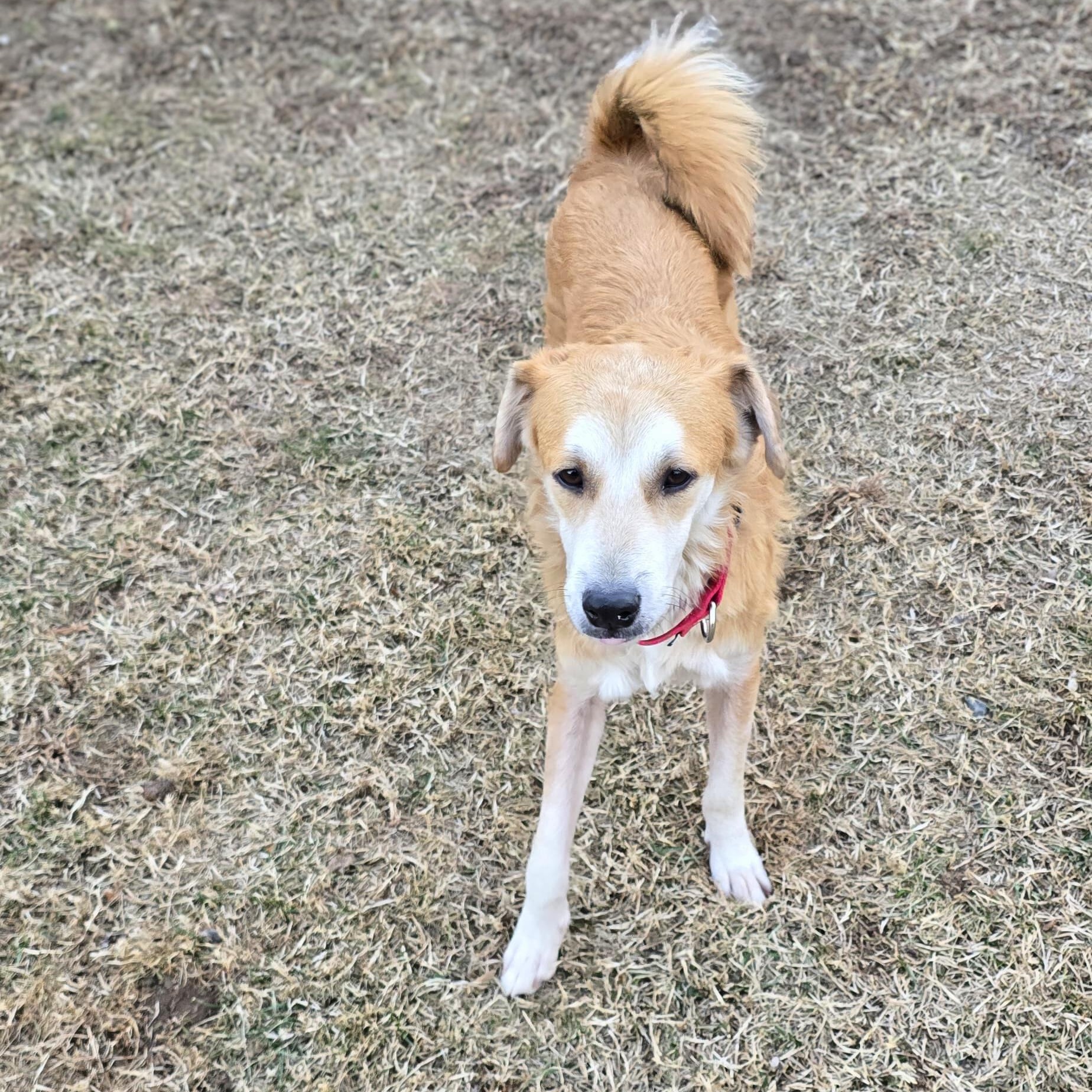 Enlarge Buddy, a Adoptable mixed breed in Baltimore, MD image 6/6