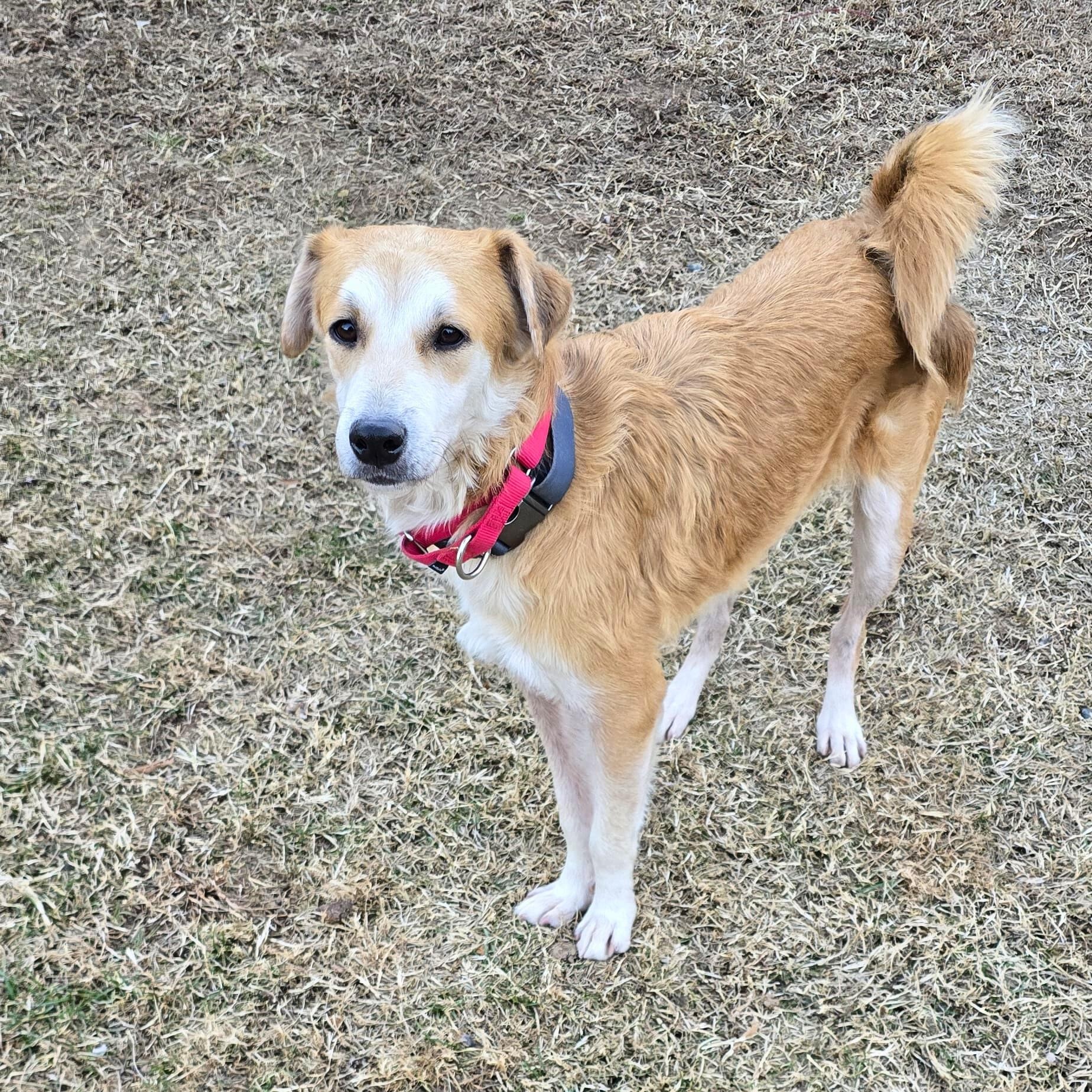 Enlarge Buddy, a Adoptable mixed breed in Baltimore, MD image 3/6