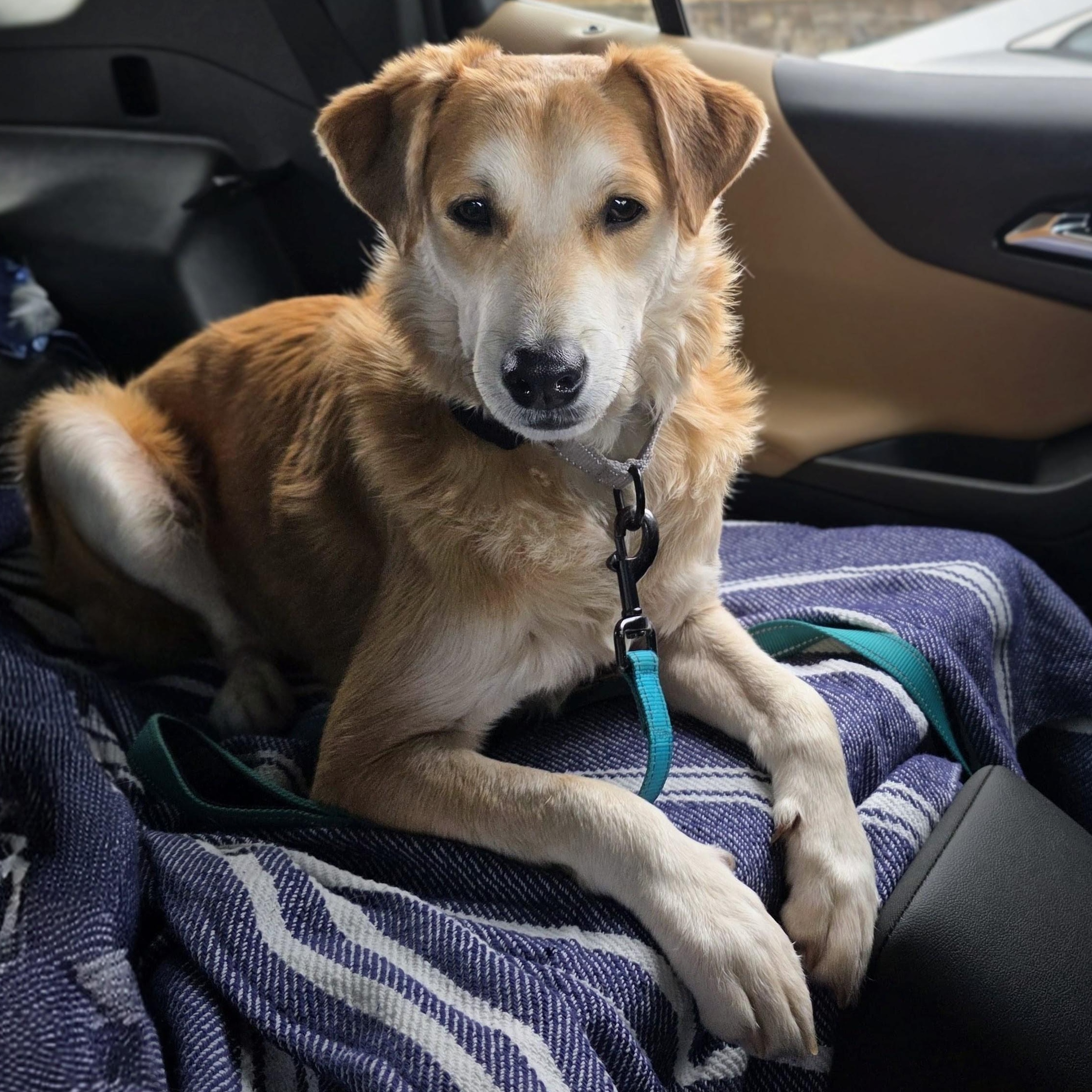 Enlarge Buddy, a Adoptable mixed breed in Baltimore, MD image 2/6