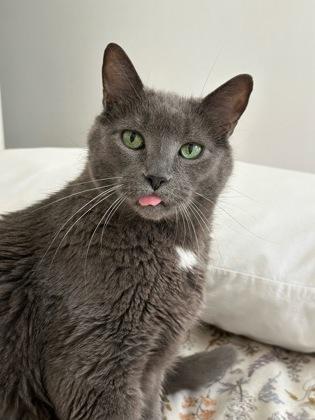 Blake, Adoptable, Senior Male Domestic Short Hair & Domestic Short Hair.