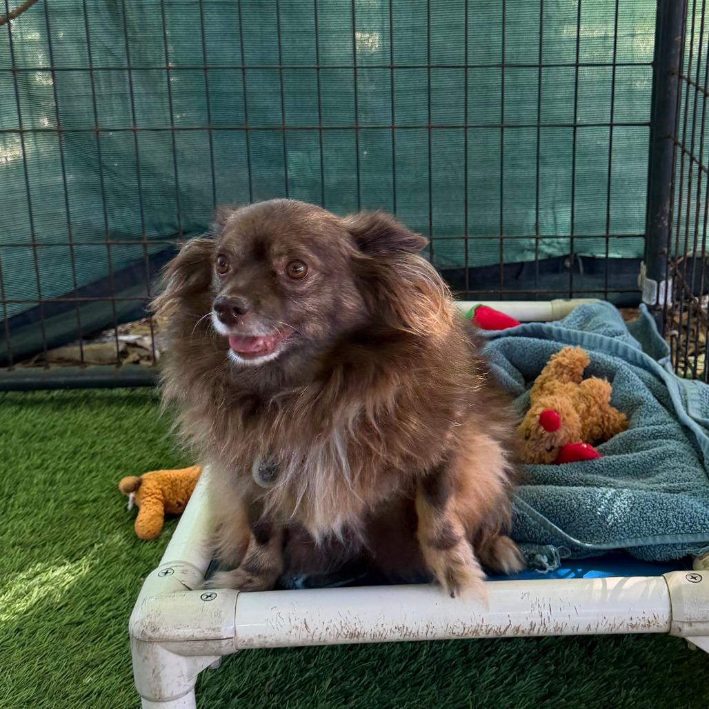 Coco, Adoptable, Senior Male Pomeranian & Mixed Breed.