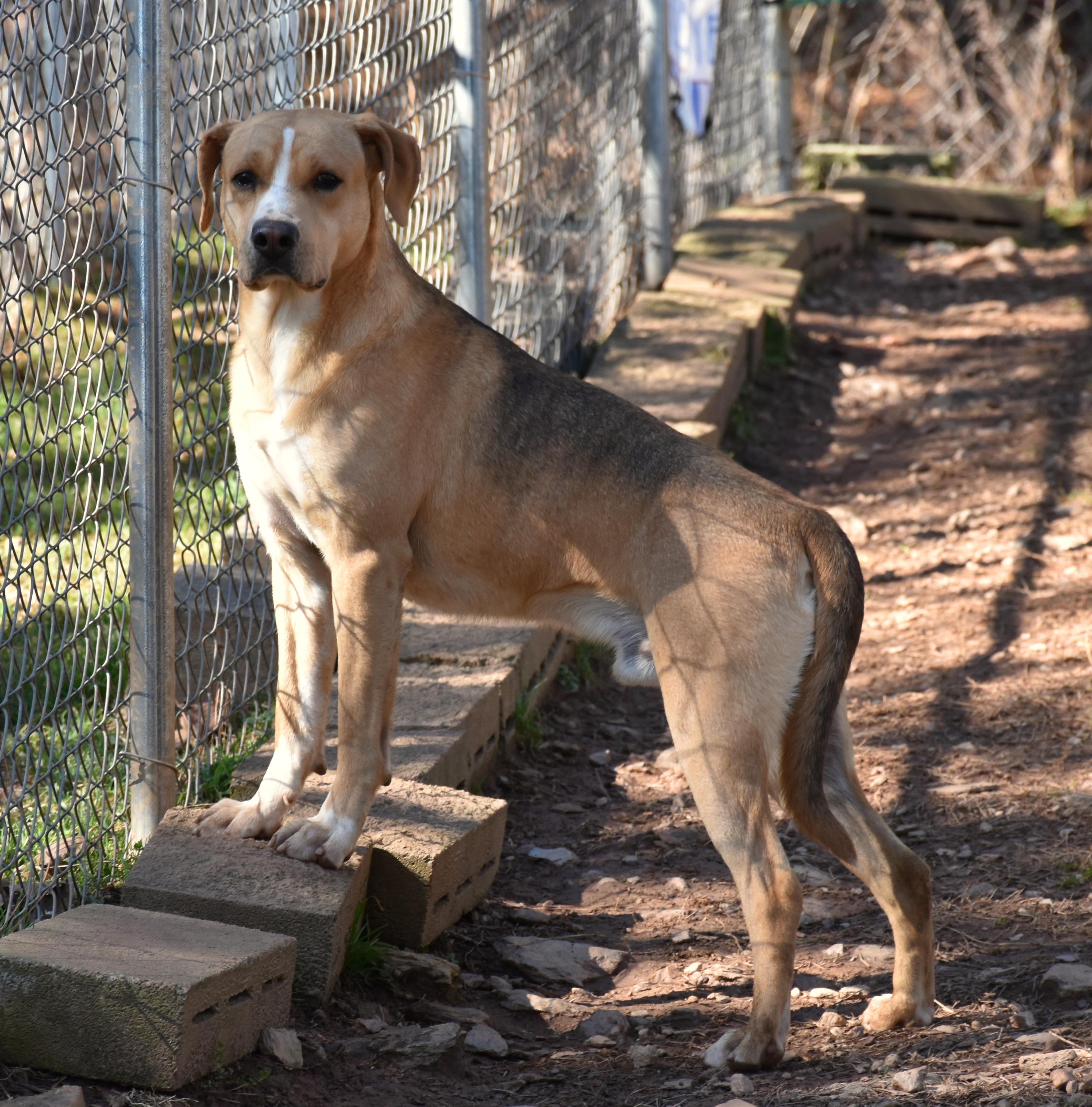 Enlarge Kirby, a ADOPTABLE mixed breed in Wedowee, AL image 4/6