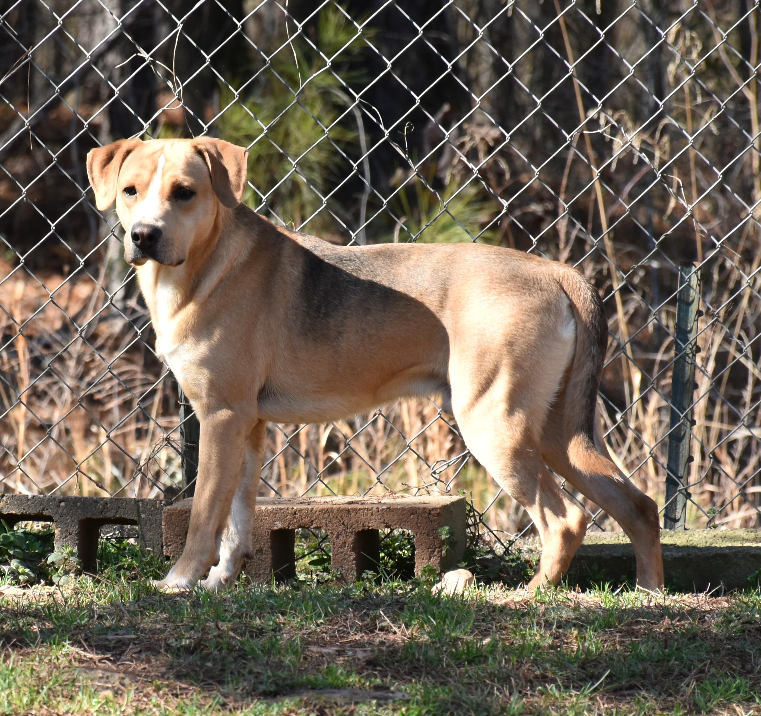 Enlarge Kirby, a ADOPTABLE mixed breed in Wedowee, AL image 6/6
