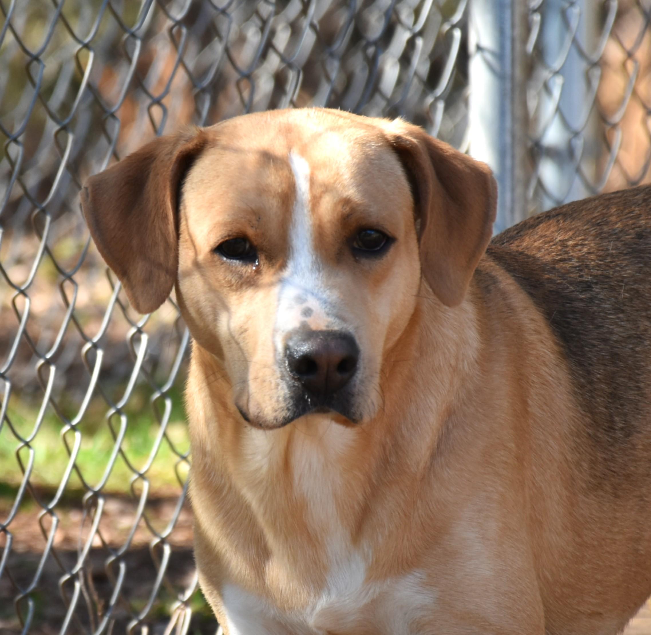 Enlarge Kirby, a ADOPTABLE mixed breed in Wedowee, AL image 3/6
