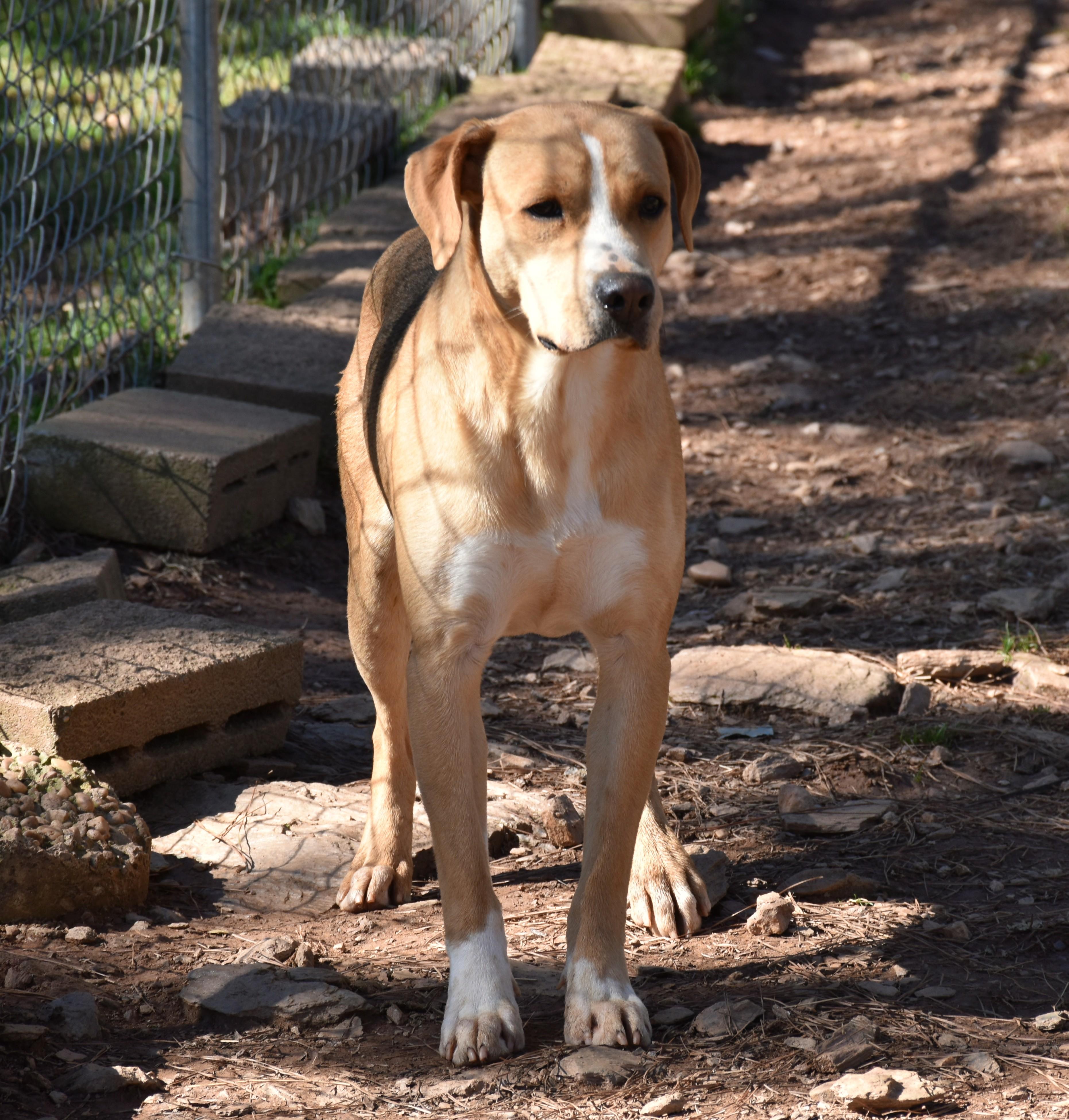 Enlarge Kirby, a ADOPTABLE mixed breed in Wedowee, AL image 2/6