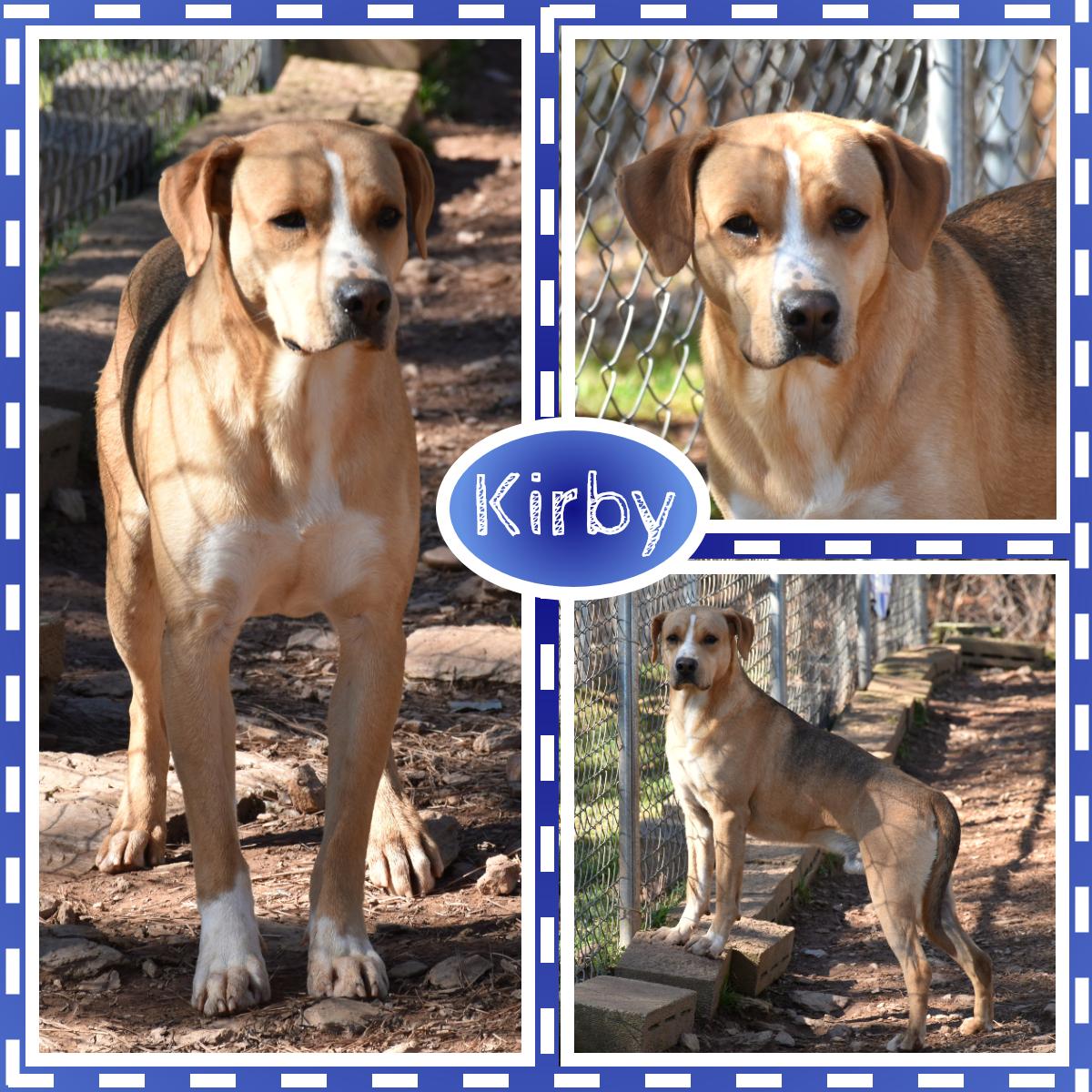 Kirby, ADOPTABLE, Young Male Labrador Retriever.