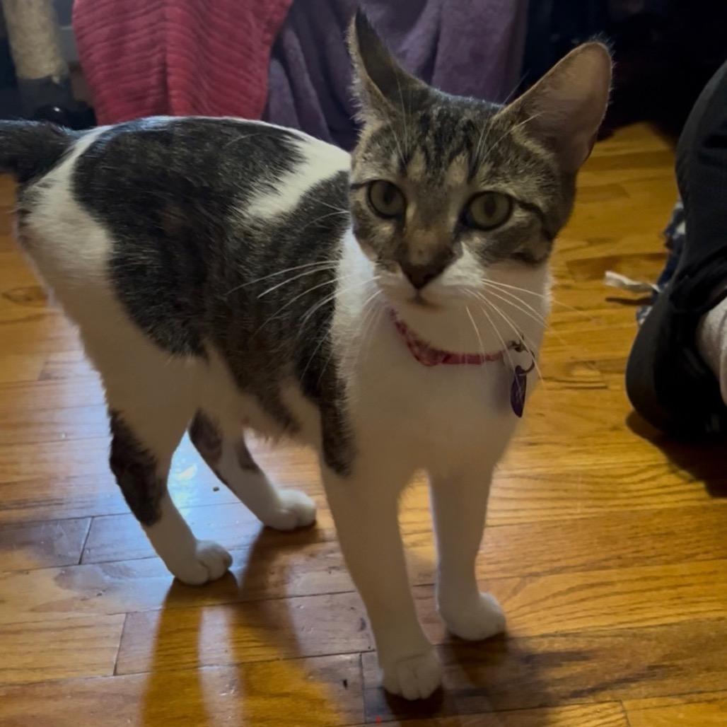 Precious, Adult Female unknown