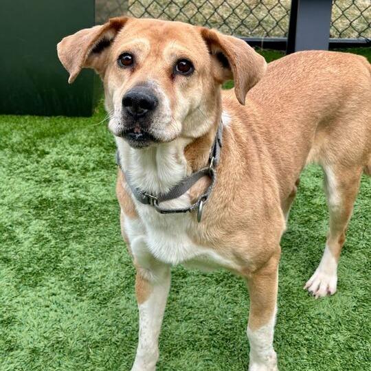 Enlarge Harper, a Adoptable mixed breed in Matteson, IL image 1/6